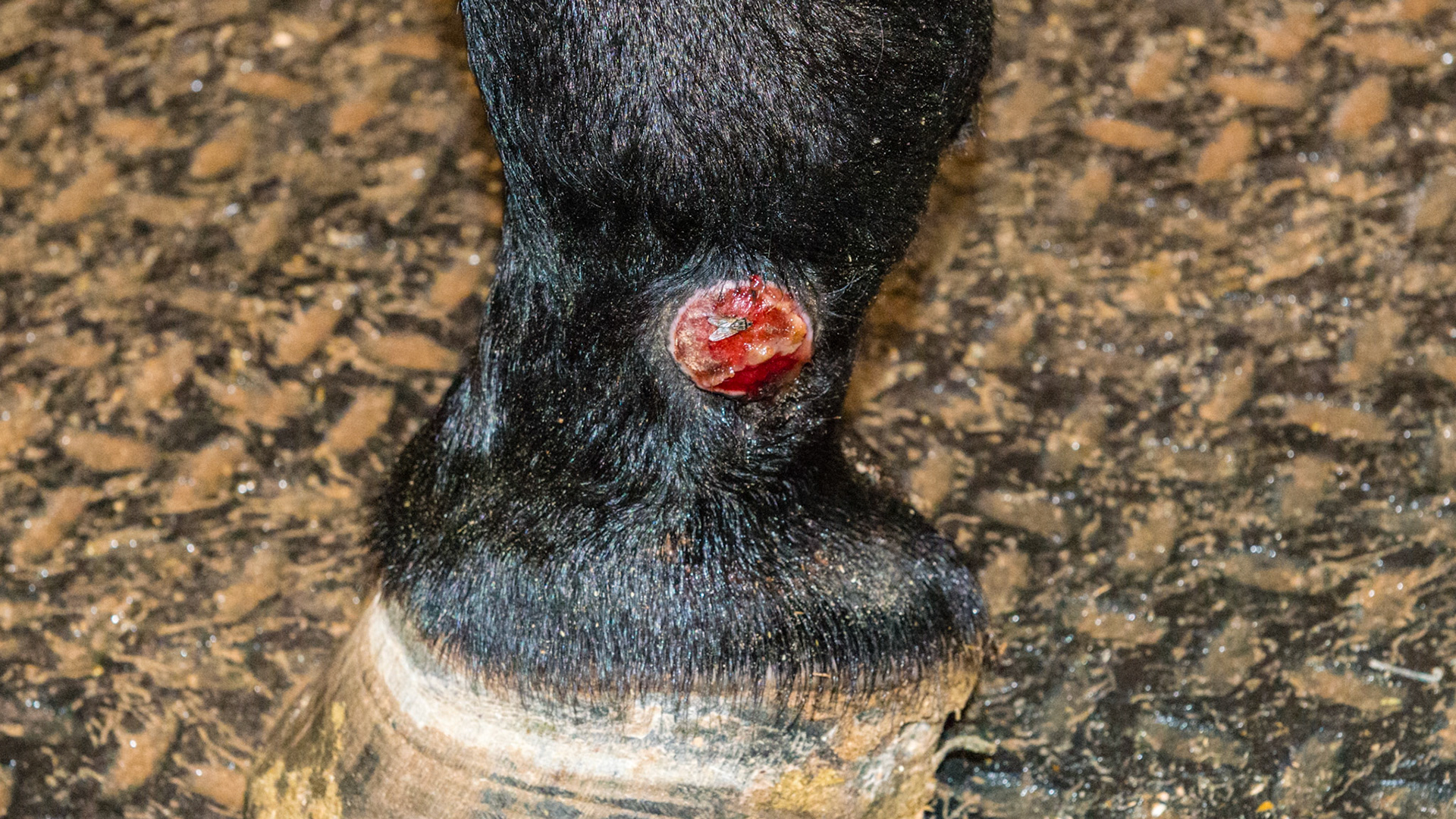 Proud flesh on the lateral LF pastern. About 4 weeks old. The owner had tried "everything" all of which promoted the exuberant granulation tissue. The fly was typical. So is the crusty puss. Note the thin pink line of new skin between the black hair and the red granulation tissue. The epithelial cells are here and are easily damaged. The normal granulation tissue has been allowed to rise above the level of the skin. This blocks the migration of the epithelial cells across the bed of granulation tissue. This excess granulation tissue is called "exuberant" or "proud."