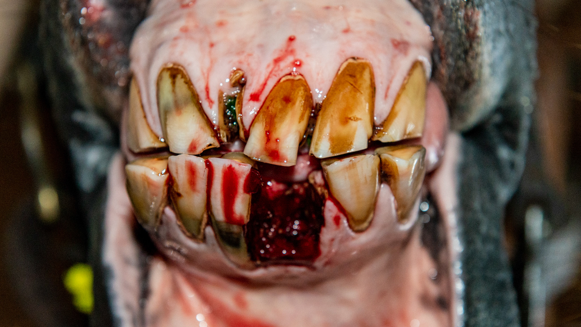 EOTRH horse 12 - A 25 yr old QH G with decay and feed impaction at #403, 101, &amp; 301's , extra lower incisors, cap remnants behind 301/2/3, gum recession of central lower incisors.THIS PICTURE shows the extraction site and the remaining upper partial incisor. It was solid in the socket and the gum line intact.