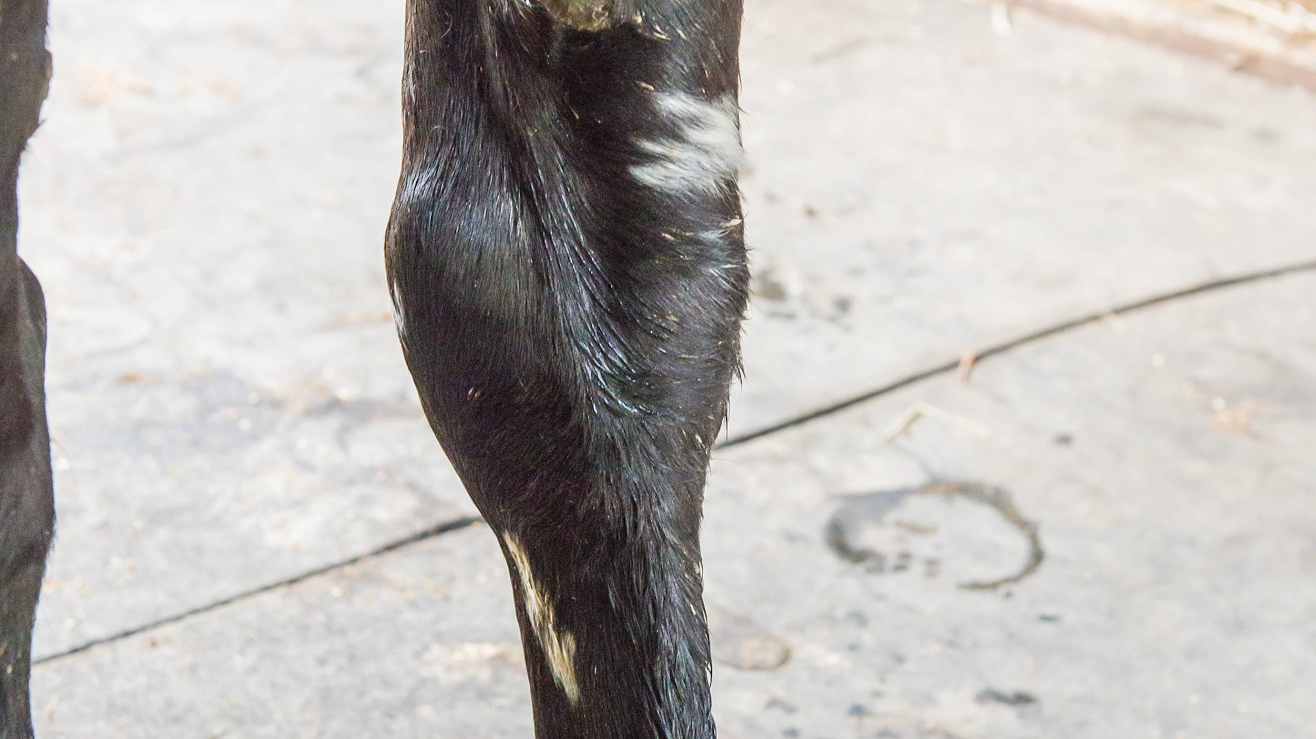 White hairs above the accessory carpal bone of the knee is common damage from being in a cast.