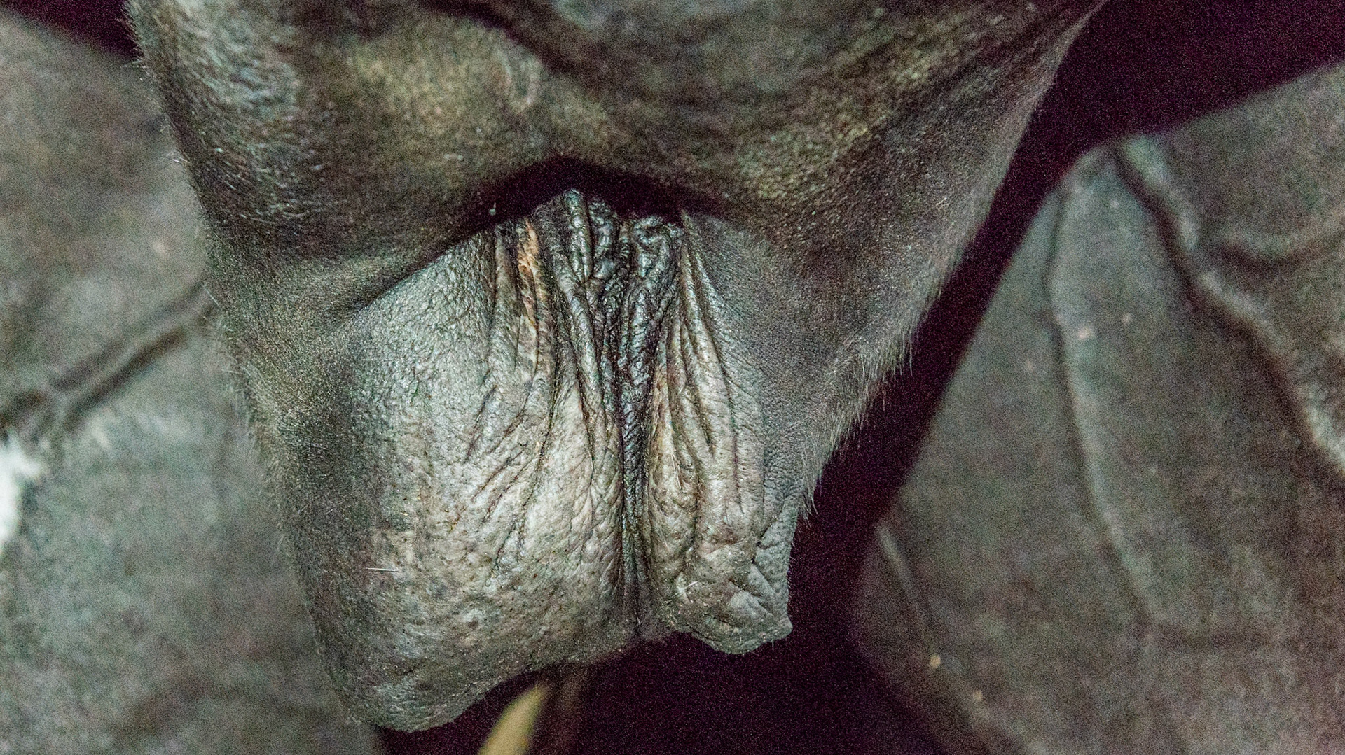 Uneven edema of only the right side of this gelding's sheath.  This may be secondary to the gelding surgery where vessels of the sheath area are damaged preventing drainage.