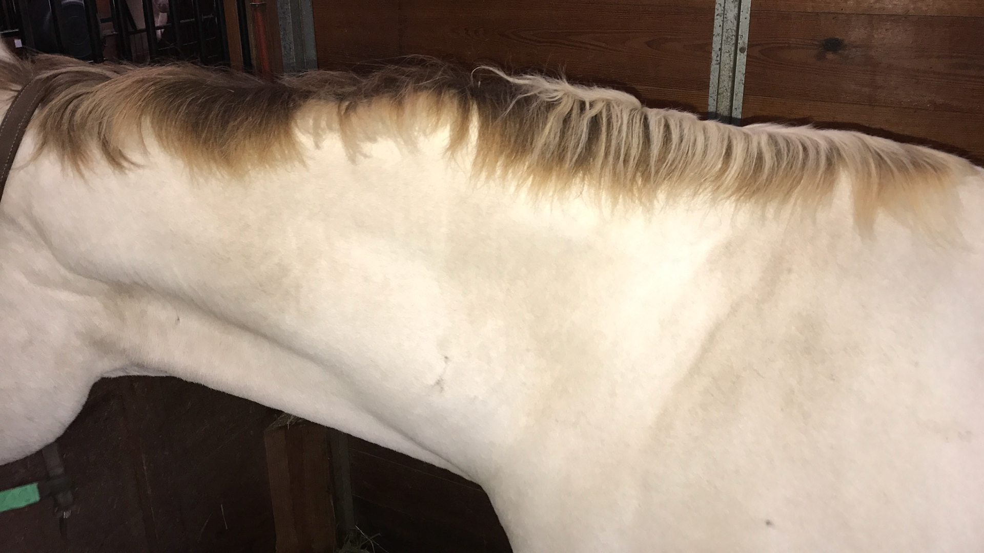 Dorsal stripe of a dun horse. Dun is a dilution of the base color and will dilute bays and chestnuts. However the dun color (varied) will always have a dorsal stripe,  Not to be confused with a buckskin which is a dilution of the bay color without a dorsal stripe.