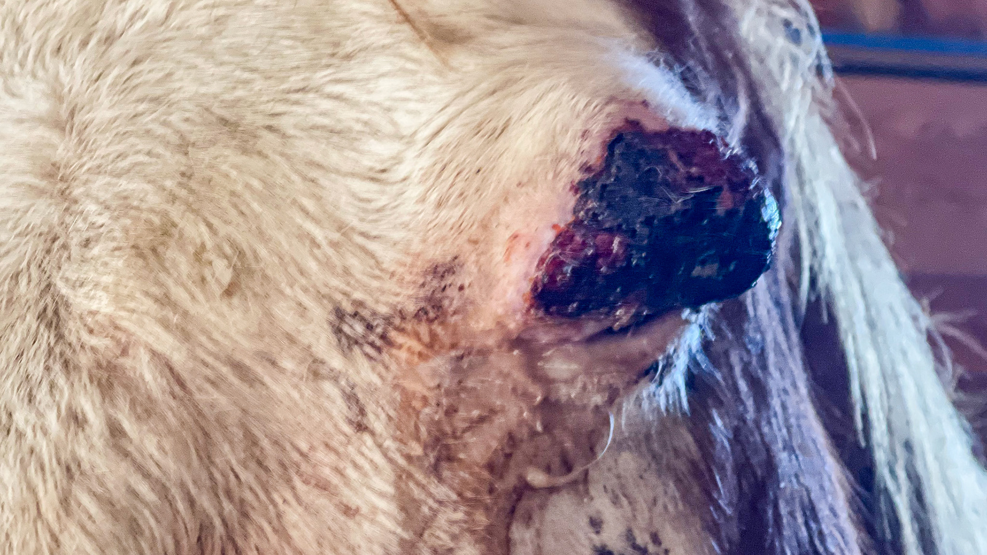 Squamous cell carcinoma (cancer) of the left eyelid and associated eye tissue. This eye was enucleated, and the horse became pain-free.