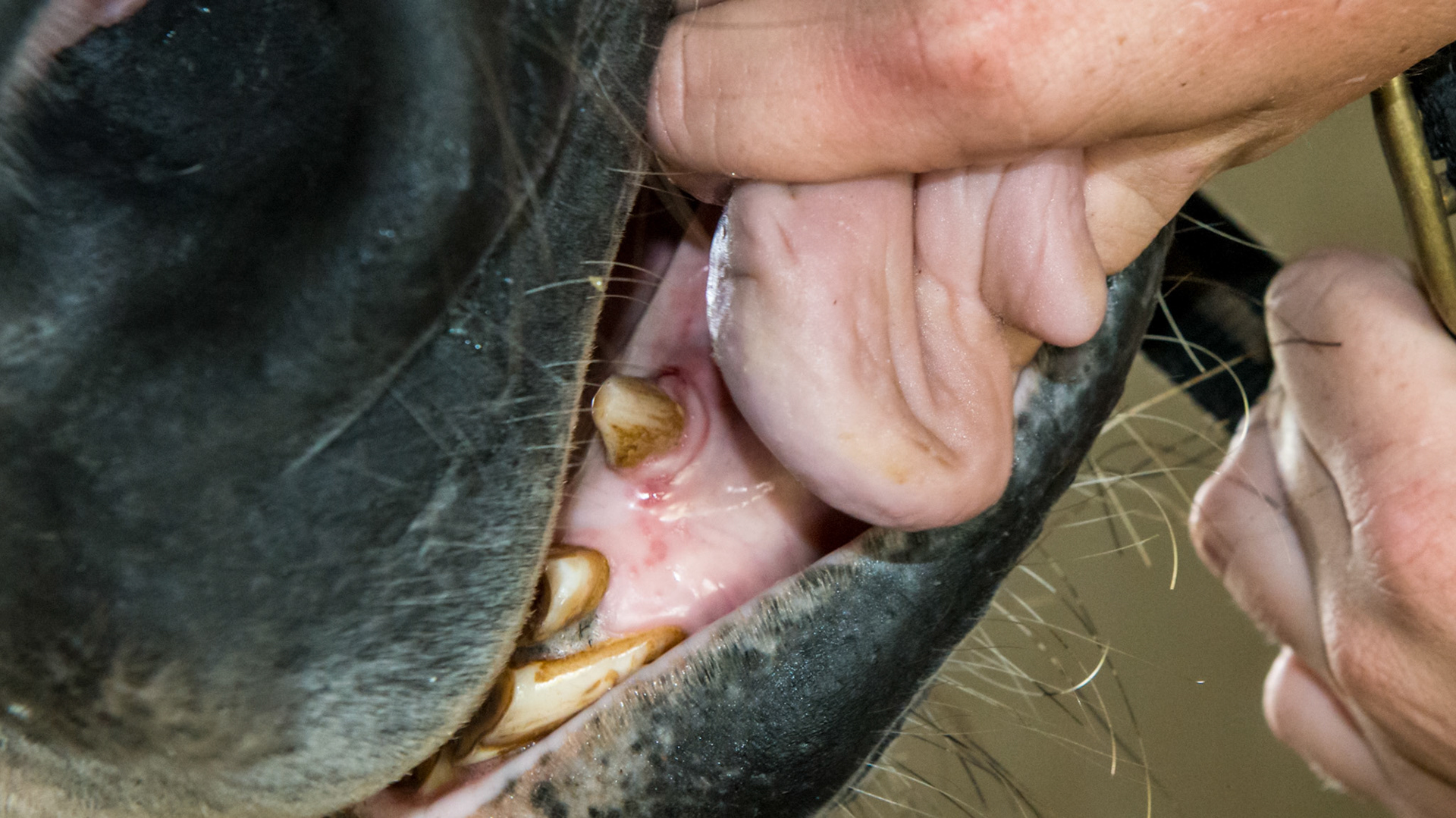 An old injury to the mouth of this horse scraped the upper incisor, displaced the lower incisors, and left a split tongue in this horse.