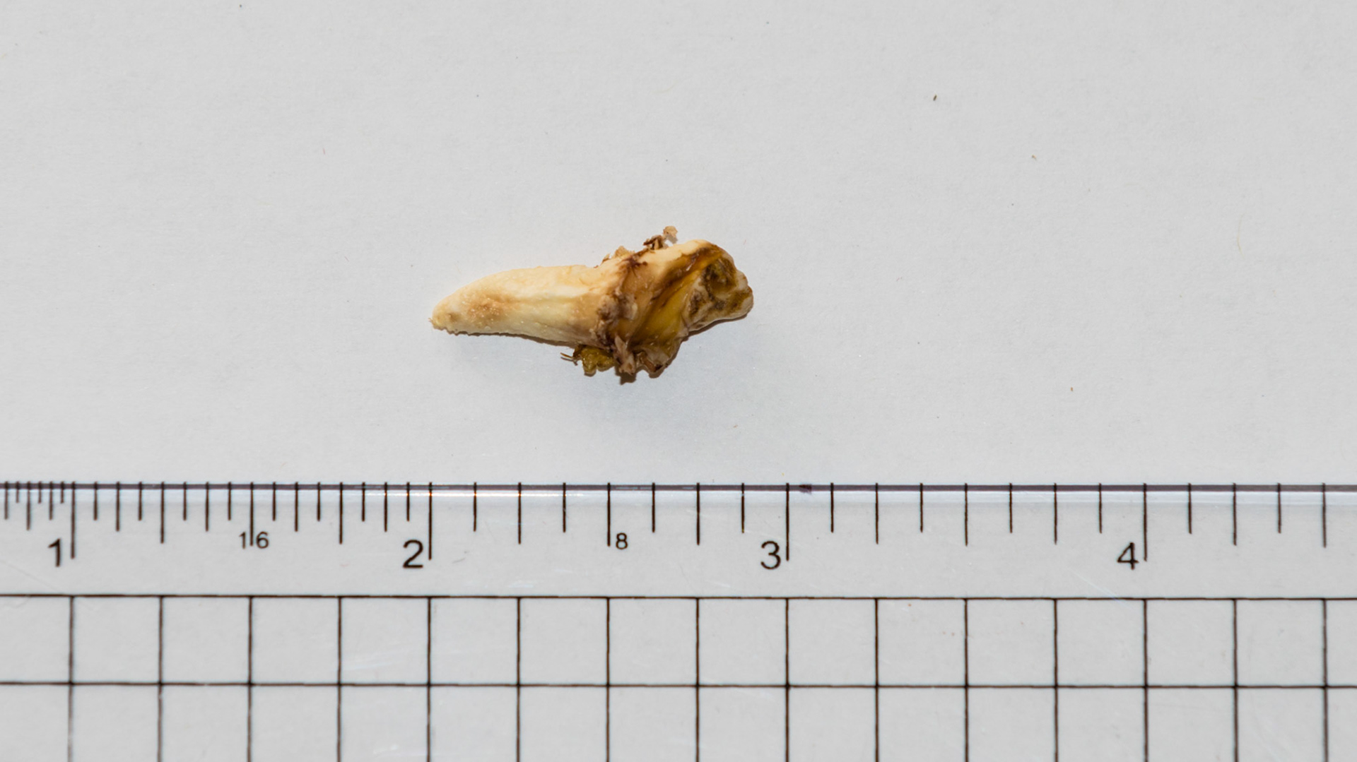 This wolf tooth shows the variability in shape of these vestigial teeth.