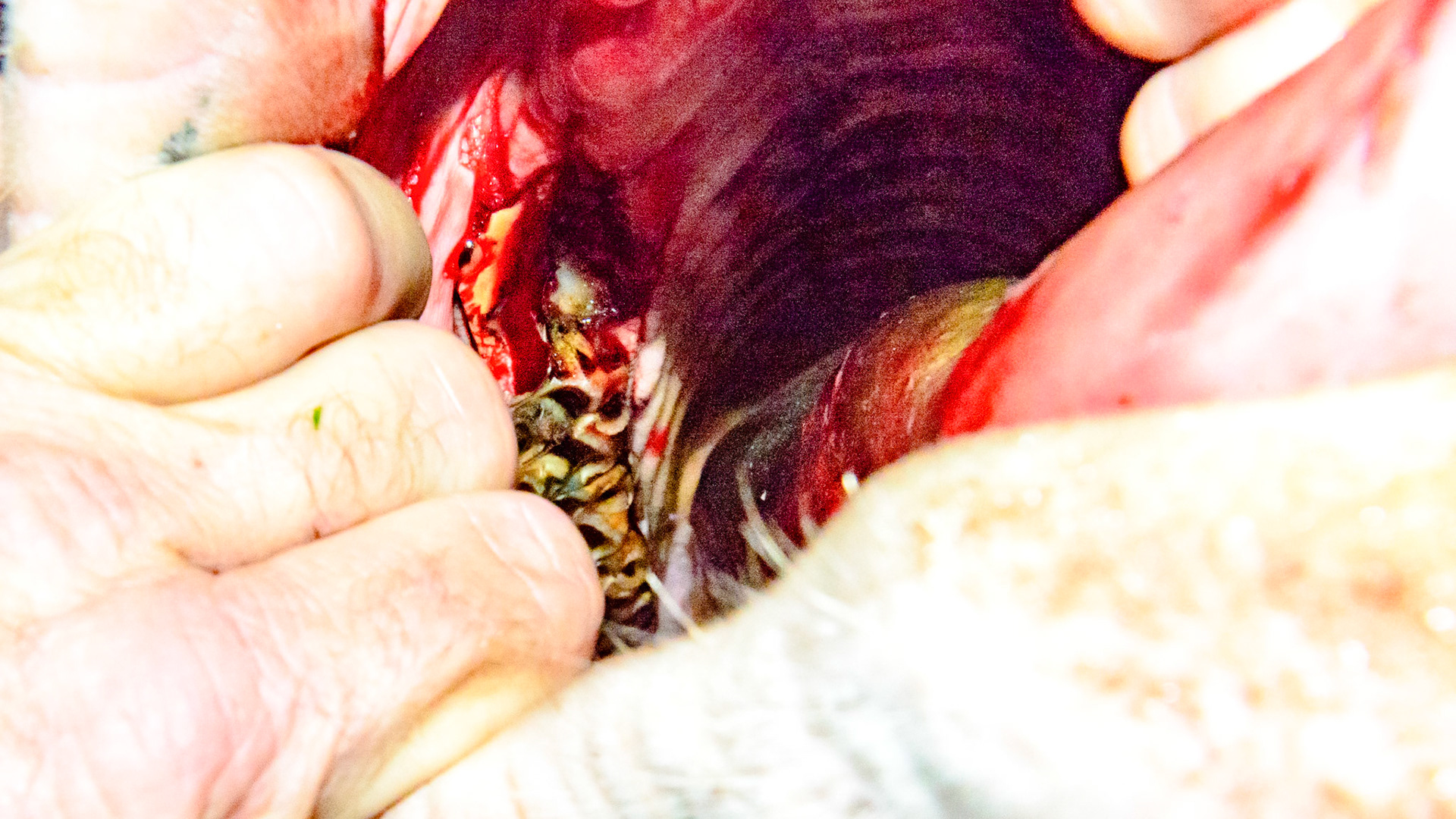 Cheek teeth fracture horse 9 -Sagittal fracture of 106 seen before and after extraction