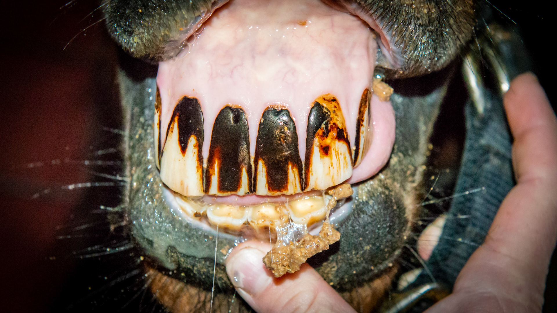 The labial surface of these incisors have a black coating of unknown origin. I usually associate this with a legume pasture (clover, alfalfa) but the owner did not know the content of her pastures over the years. Also notice the white areas on the 2's where the tongue has worn away or prevented the black deposit.