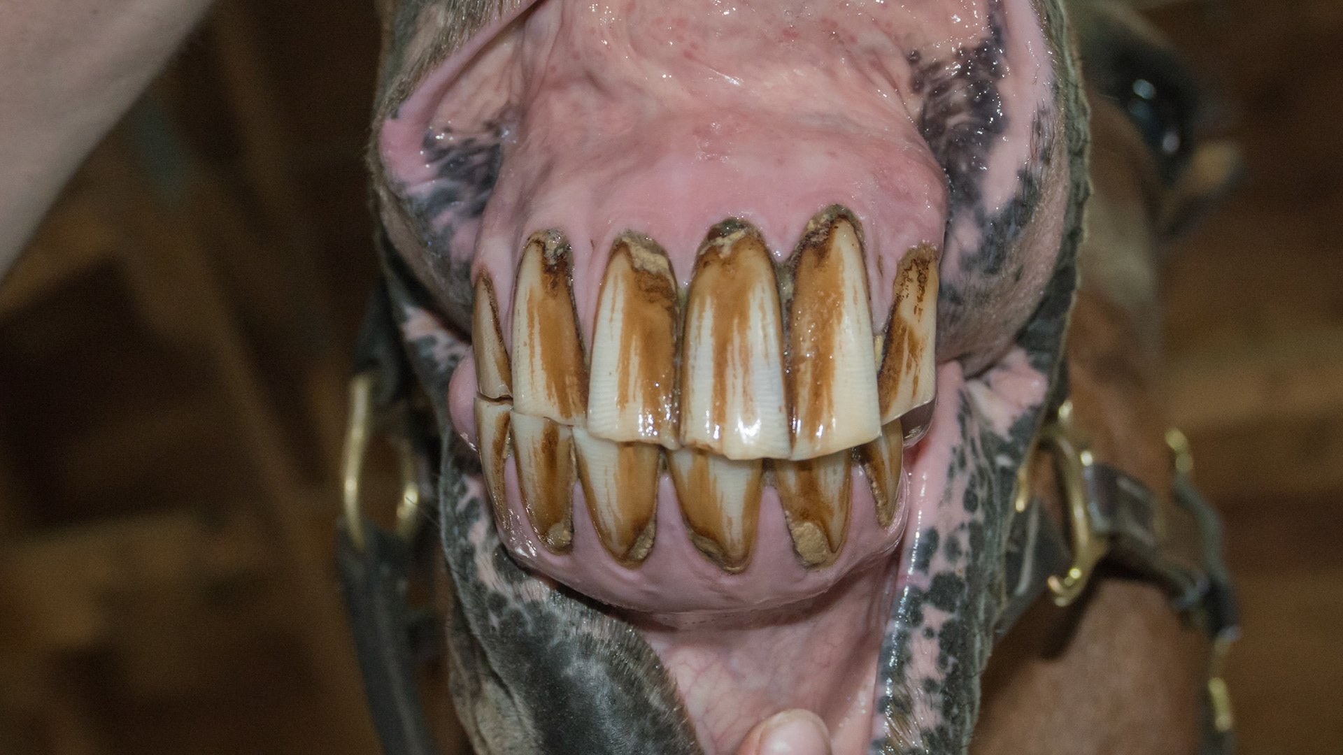 Horse I - 20 yr old horse with angled incisors. cheek teeth are normal