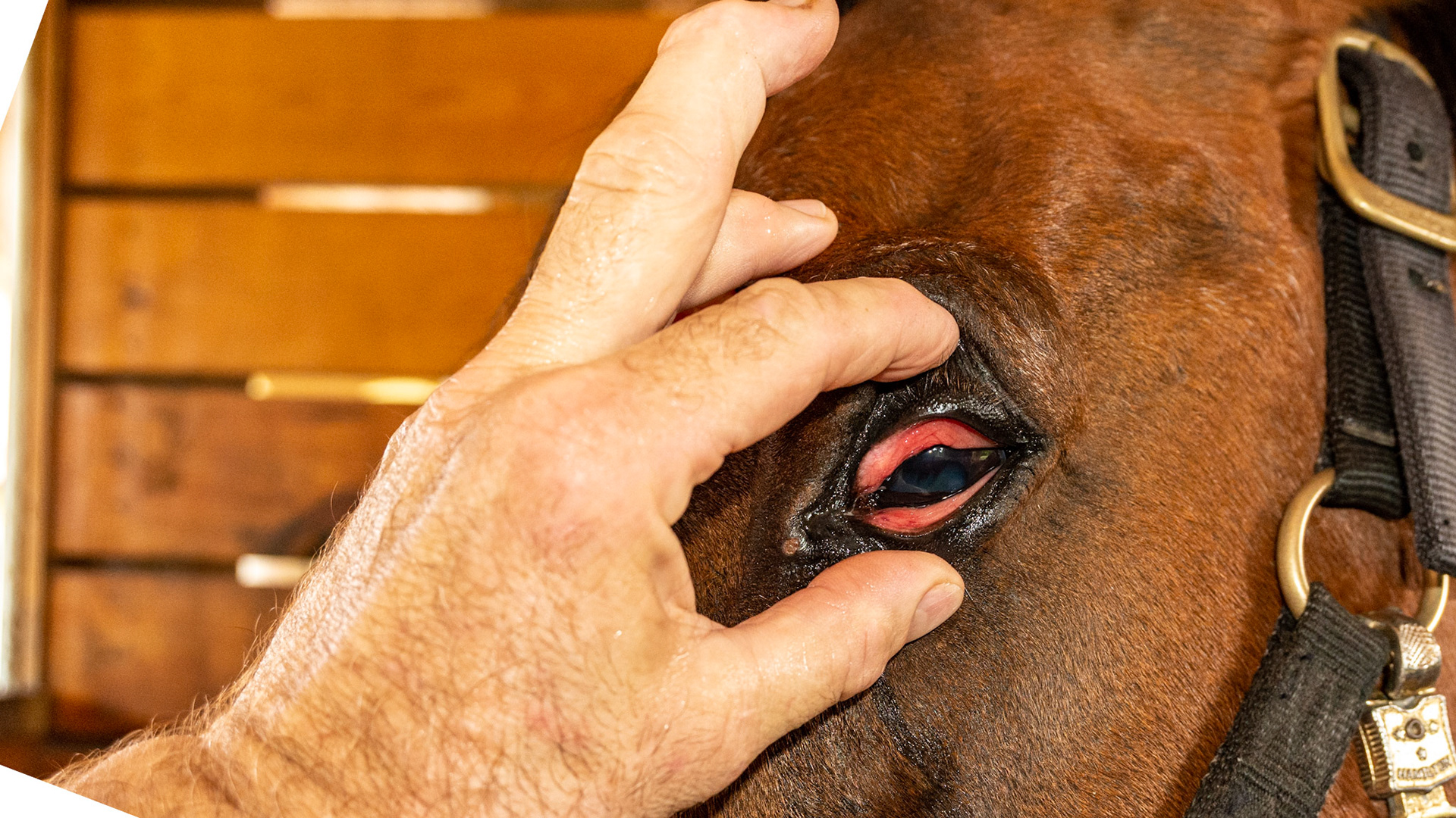 Horse B - Corneal ulcer with blepharospasm (squinting), lacrimation (tearing), photosensitivity (avoiding light), and miosis (pupil constricted).