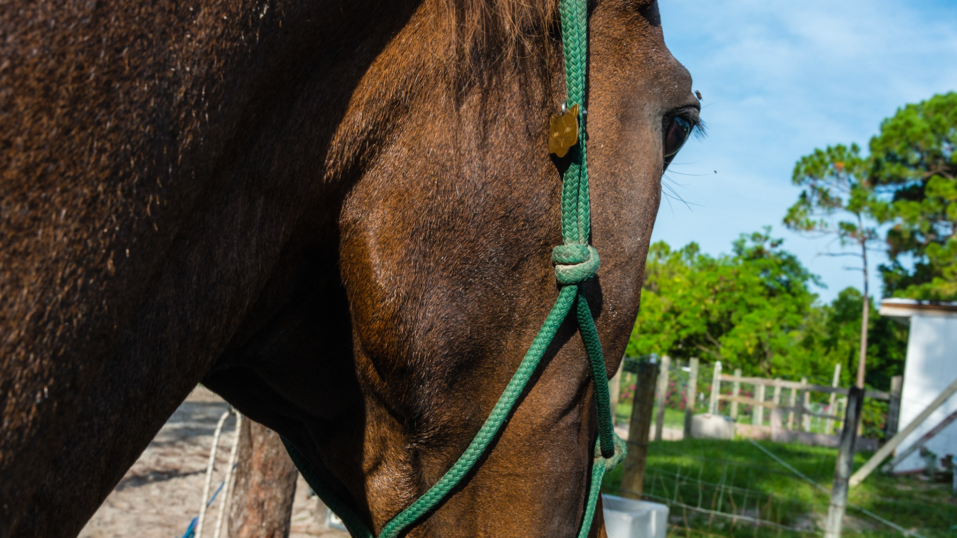 Chewing motion horse 1 - R masseter muscle atrophied and horse unable to open the mouth