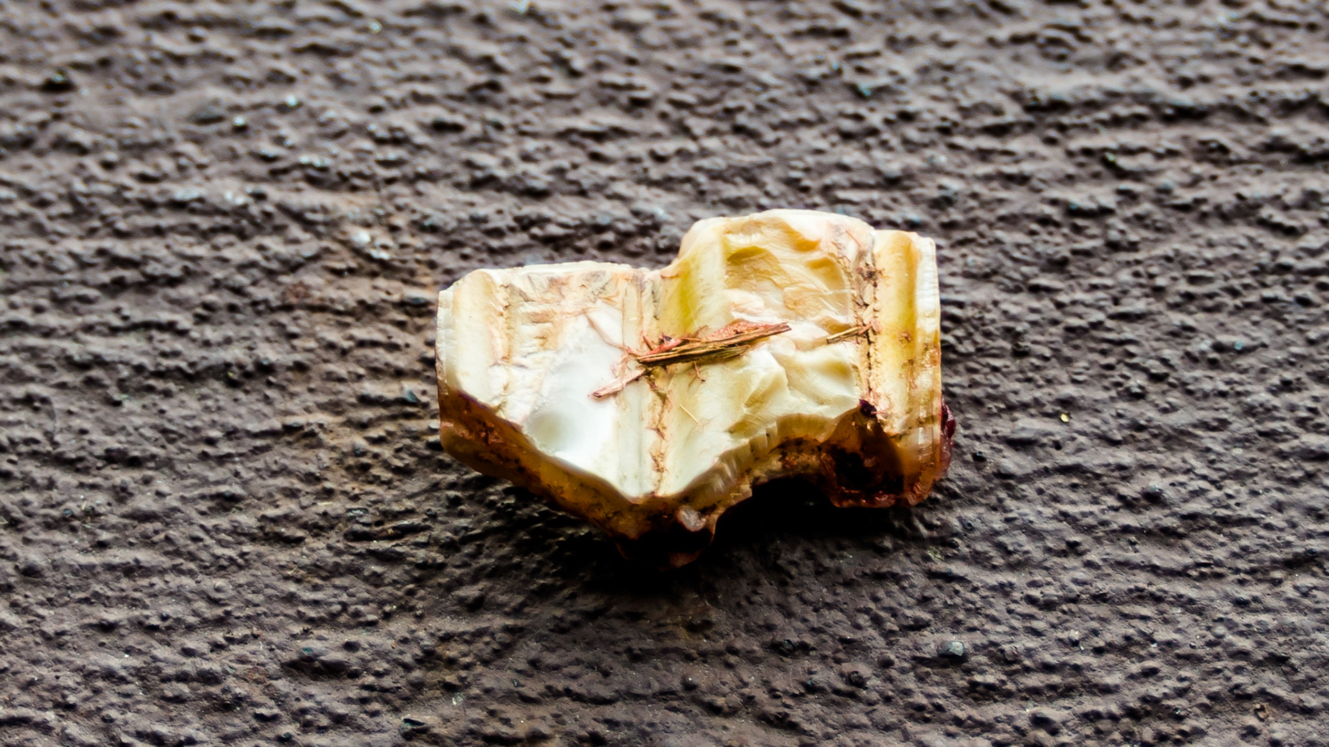 Cheek teeth fracture horse 2 -Saggital molar fragment #110 buccal in a 23 year old horse.