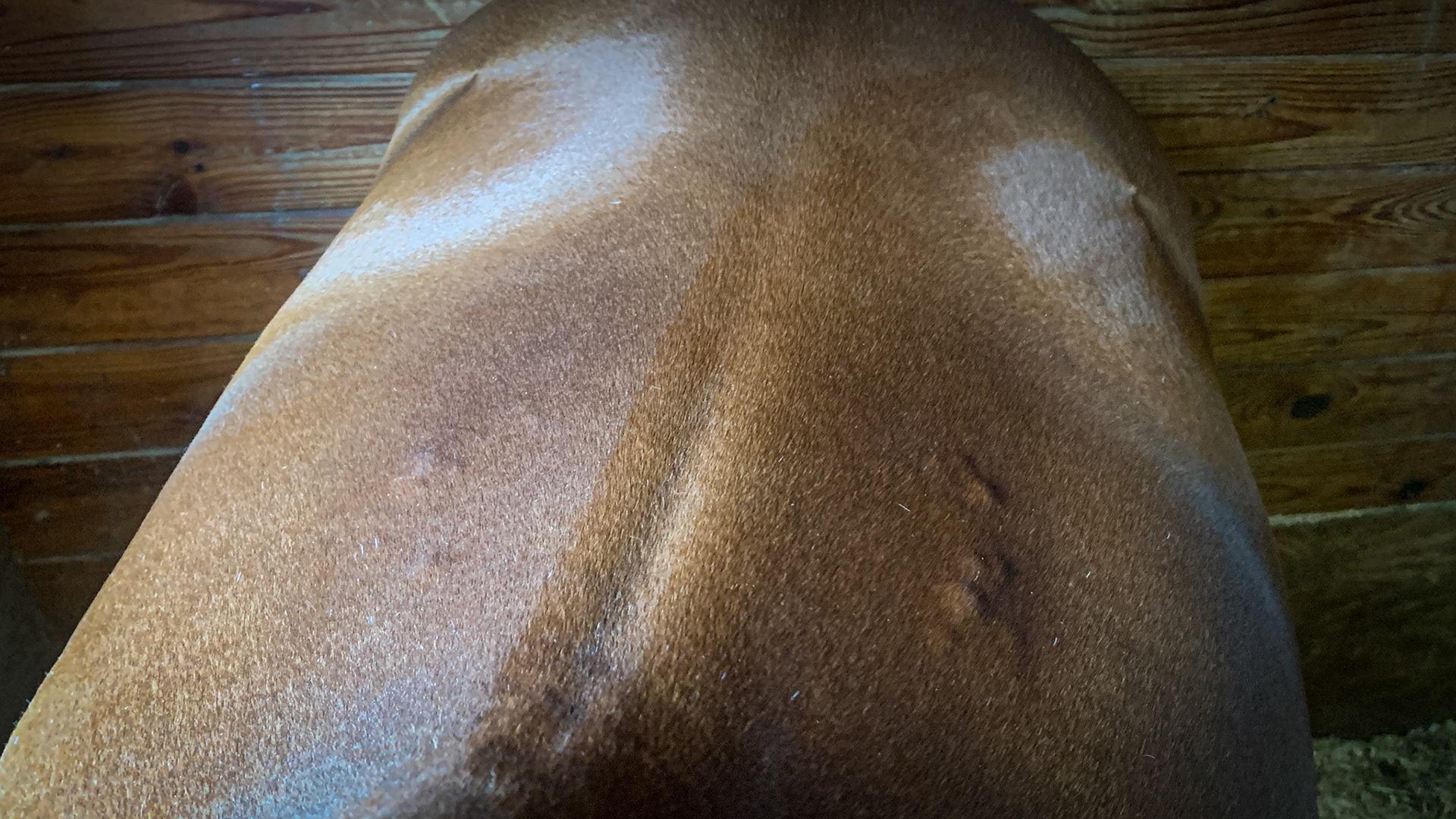 These hard but non-painful lumps are located directly under where the saddle presses against the body on both sides of the horse.  These usually are caused when a tiny blood vessel ruptures when the horse is hot and the pressure and weight of the rider and saddle is suddenly removed.  A prevention is to keep the saddle loosely girthed while the horse cools off.  The weight of the saddle will prevent the rapid expansion and rupture of these vessels.