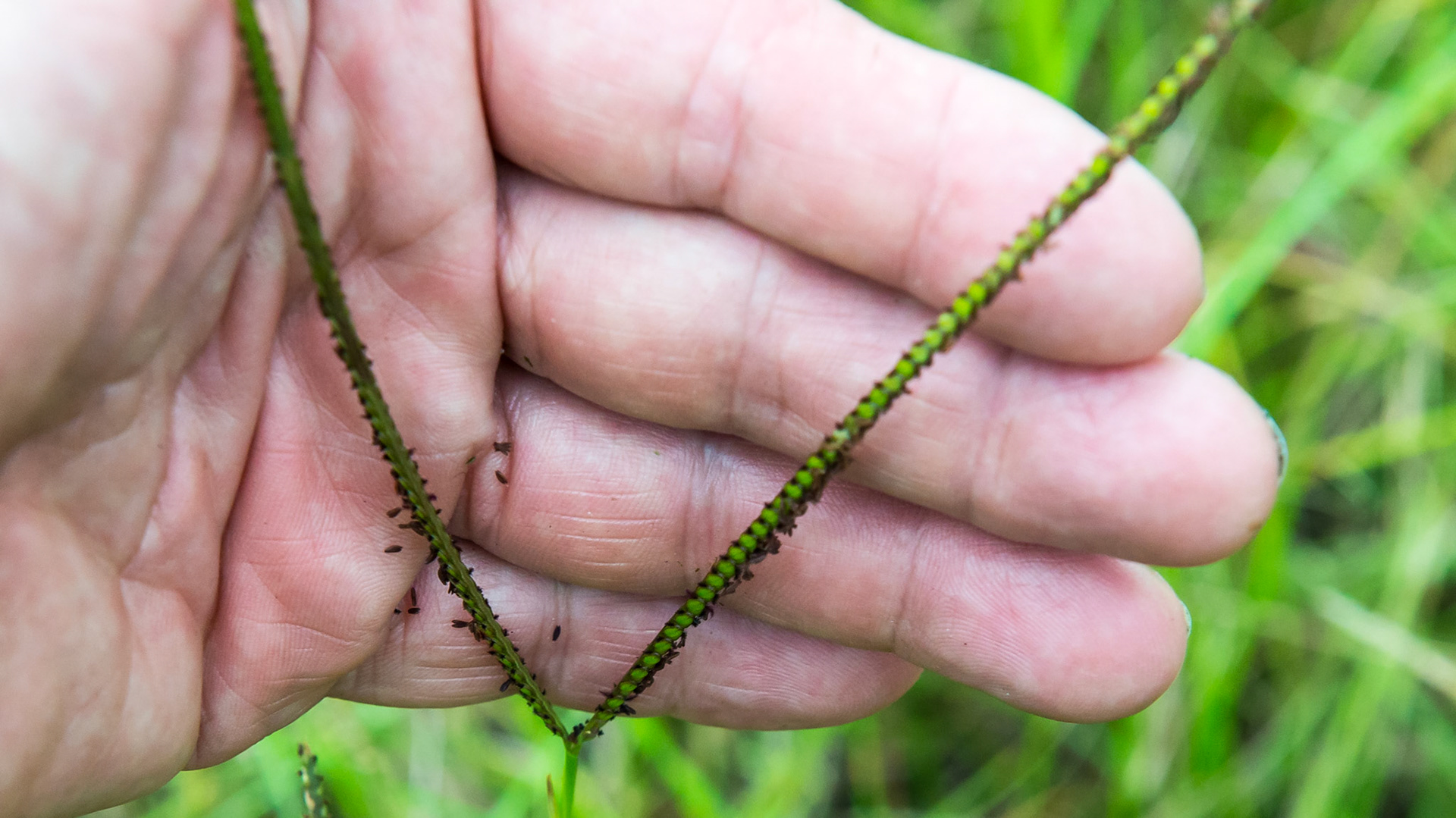 Bahia grass seed head. Horses and other animals (the owner said turkeys love these seeds) suck off the seeds. Some horses have foundered on these.