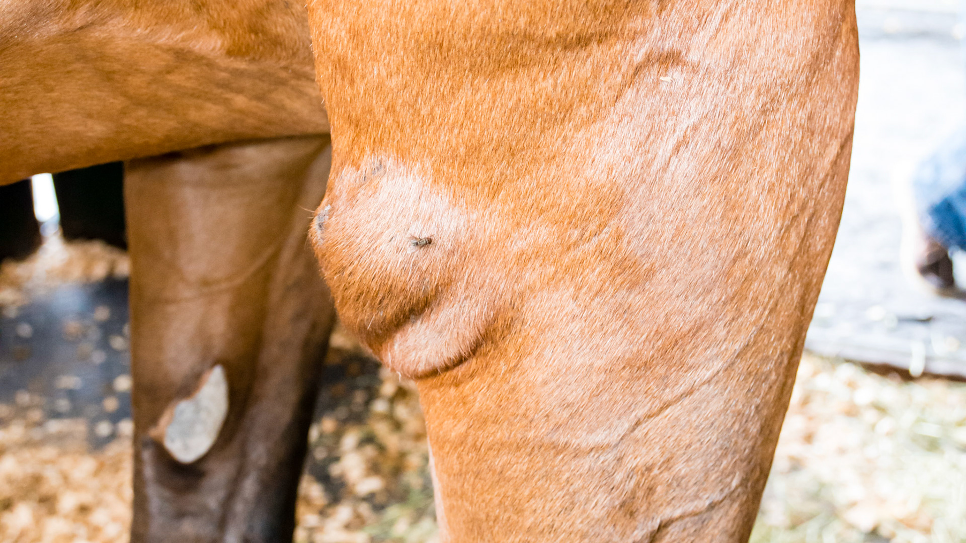 Shoe boil with a pastern collar