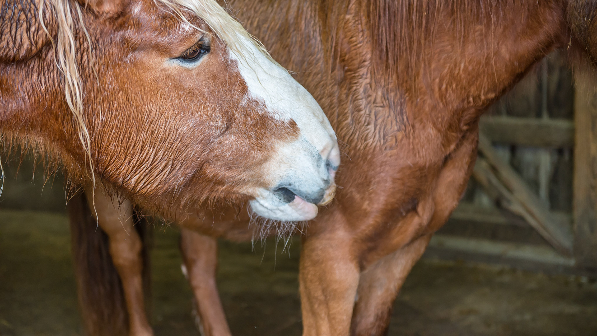 Assertion by some male horses can cause damage to the shoulder areas of the less dominant horse as seen in these photos.