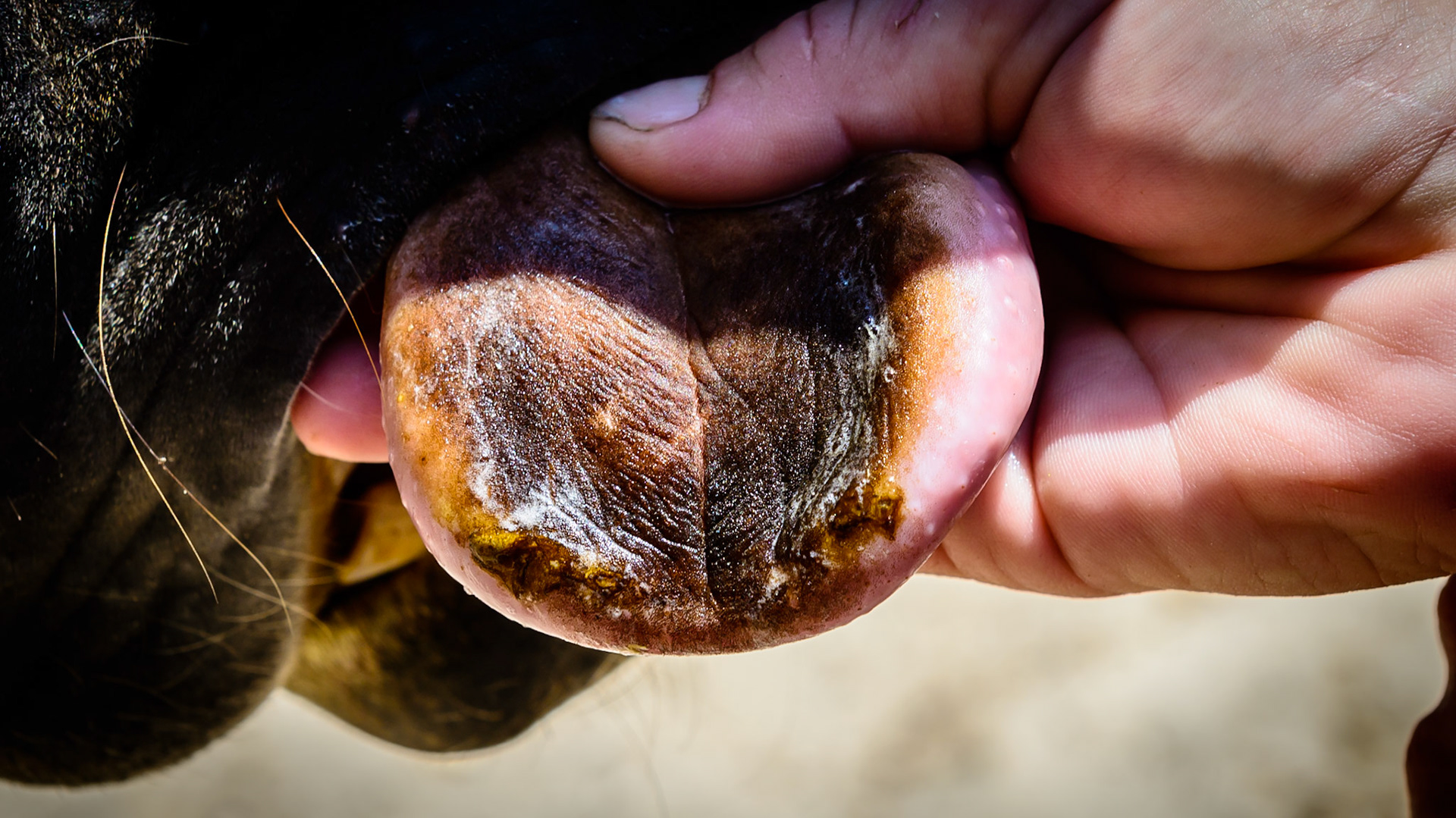 Black discolorations is often found on the tongue in north America in the summer.  I am suspicious of a plant such as clover but this is an incidental finding and only a concern to the owner.
