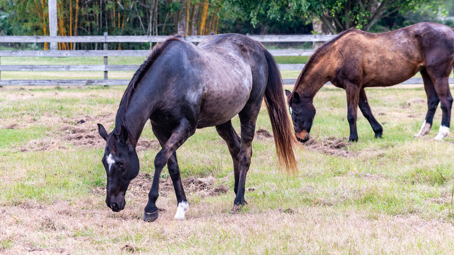 25/25 - He shows no more interest for the moment in her, but she goes to his fresh manure and sniffs it