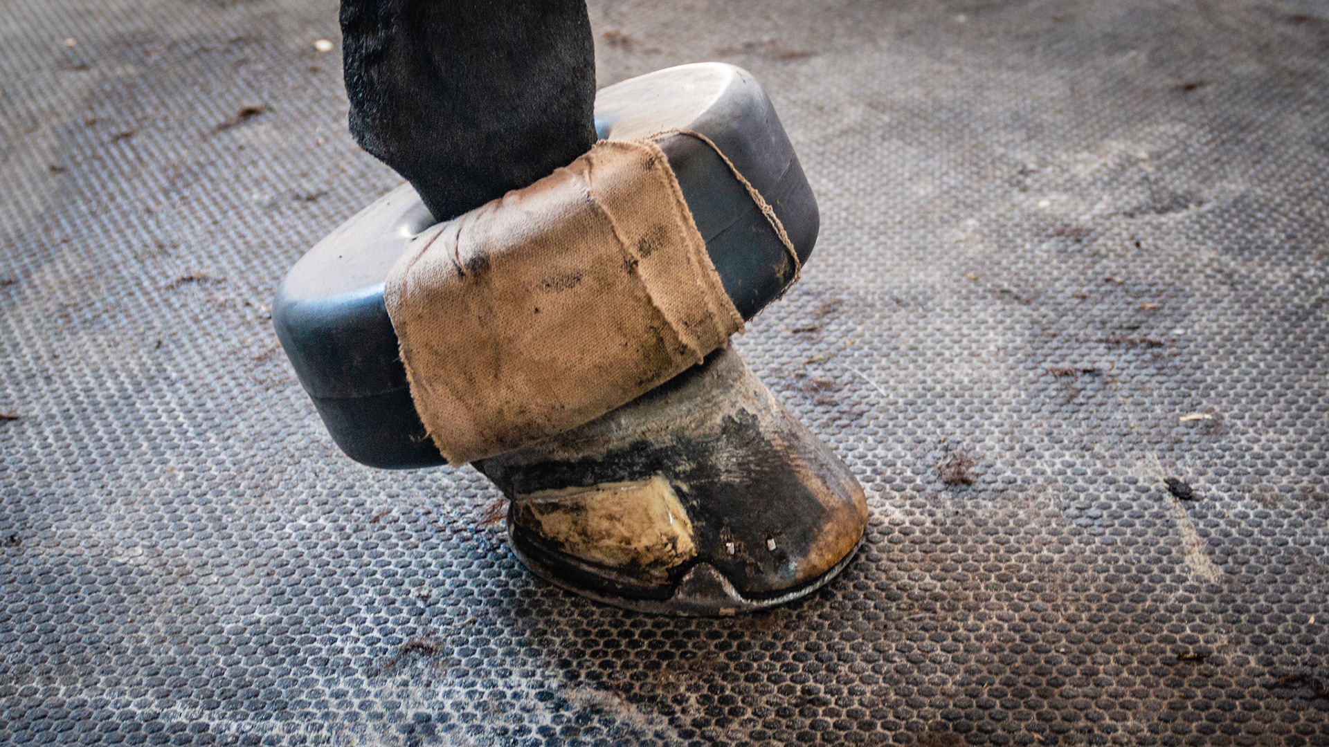 Pastern roll being used here to protect a medial quarter crack patch. The more common use is to prevent shoe boils in horses who injure the bursa laying over the elbow when laying down.