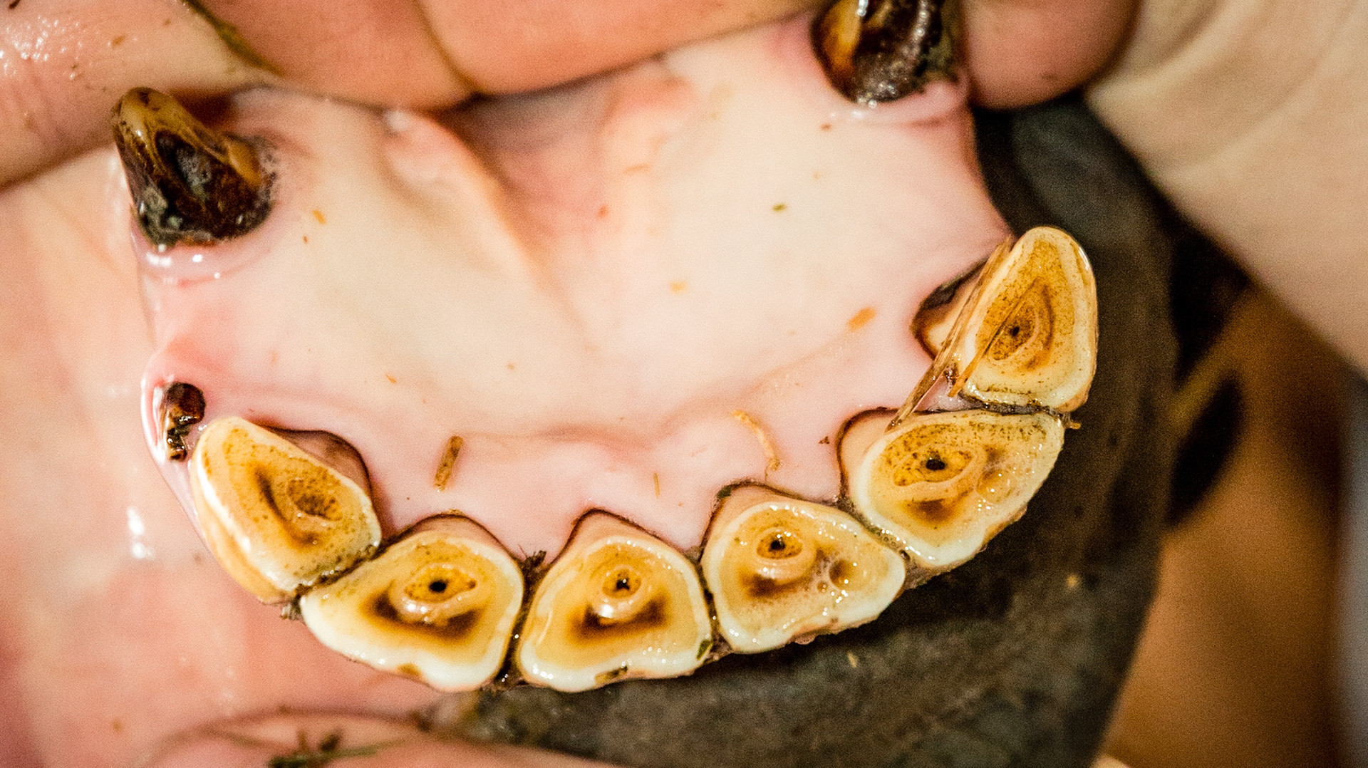 Incisor cap remnant horse 5 -  3/28/2000 = 13yr 3mo - Cap remnant next to 403