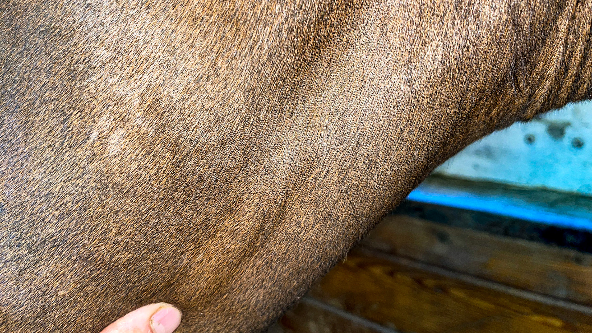 Thrombosed veins on the side of the head with overlying gray hairs. Unknown cause but trauma suspected. This right jugular is "chorded" meaning the blood flow is restricted.