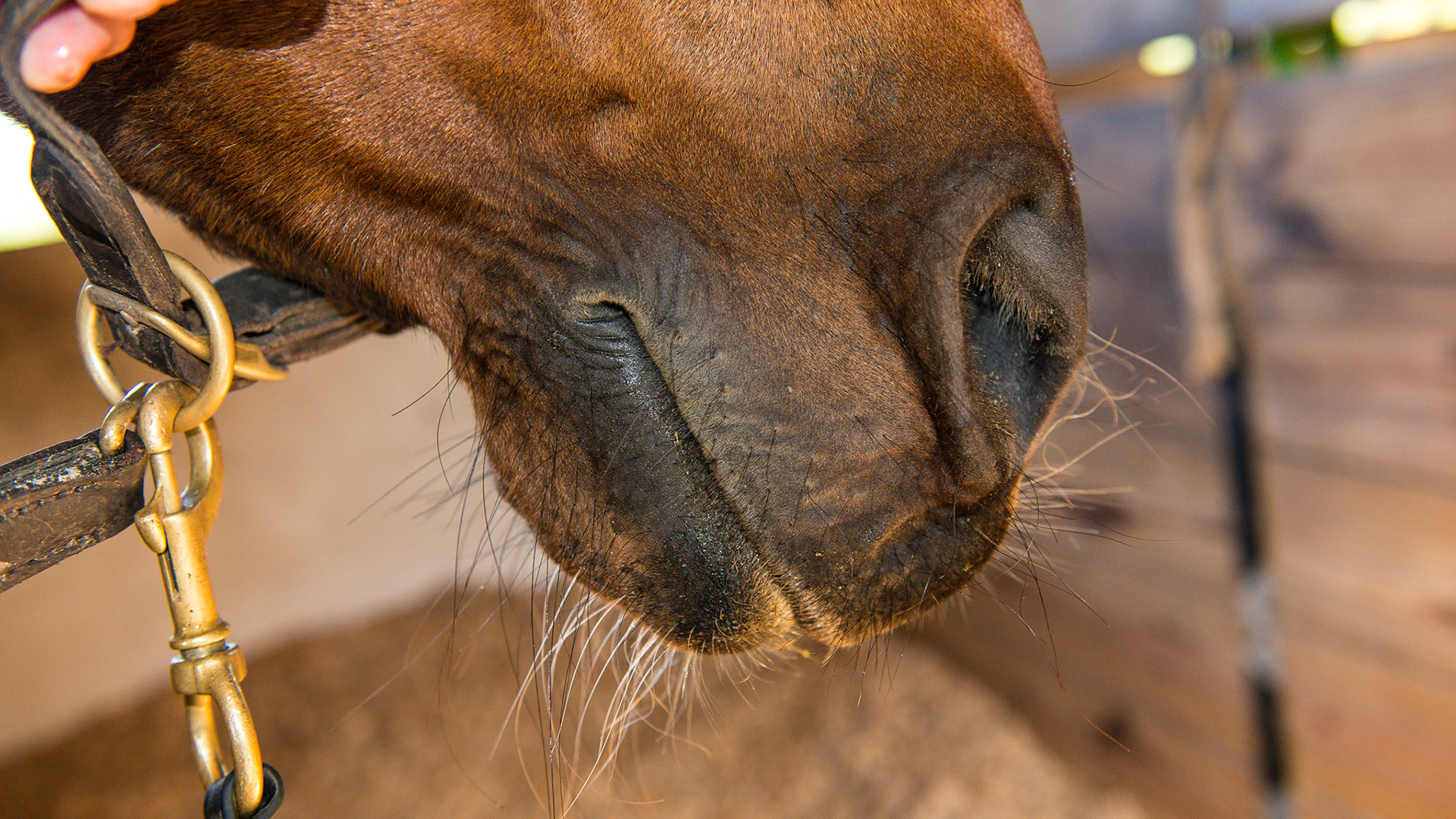EOTRH horse 4 - Follow-up on this horse about 2 years after the 1st set of images shows the progression of this disease. Interestingly, but probably unrelated, is this horse's extreme sensitivity to floating the mandibular cheek teeth, especially 306 requiring medication and difficulty chewing for 12+ hrs.  Side view with the lips closed.