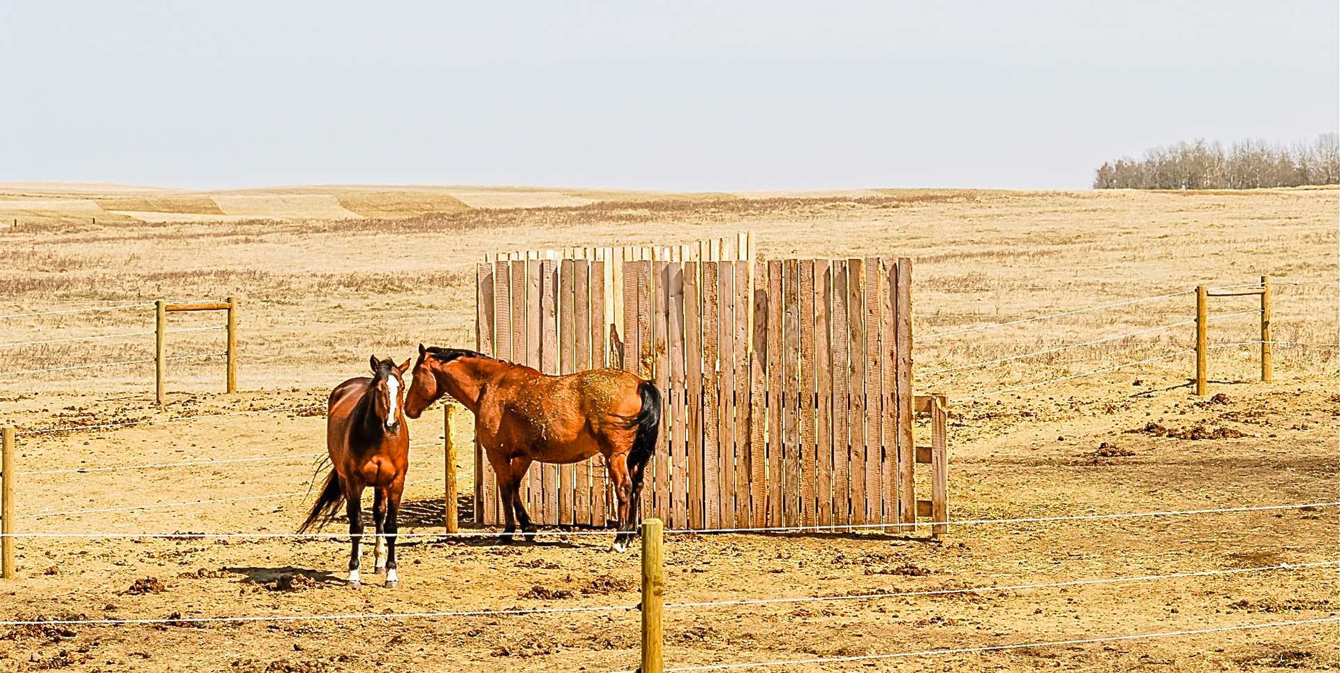 Two walls at right angles is enough of a wind break for these horses in Canada.
