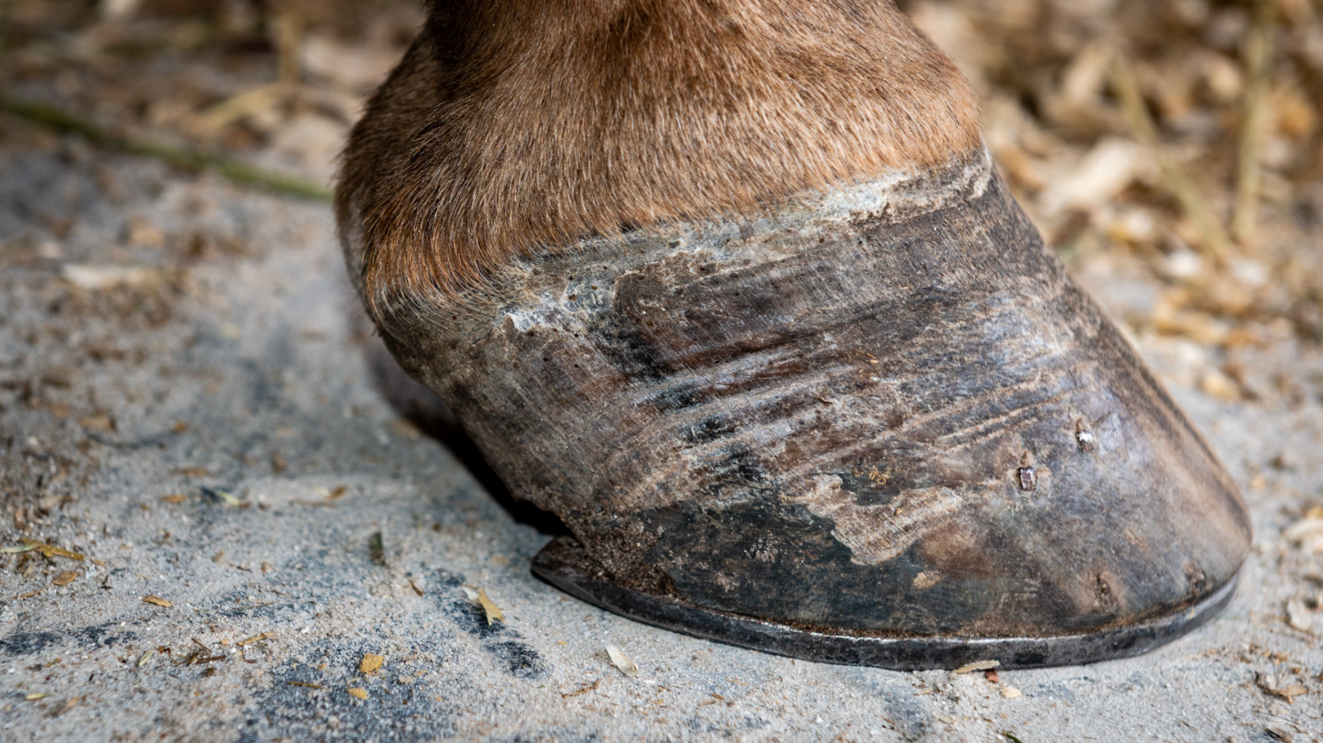 Long toe, long heel and underslung heel