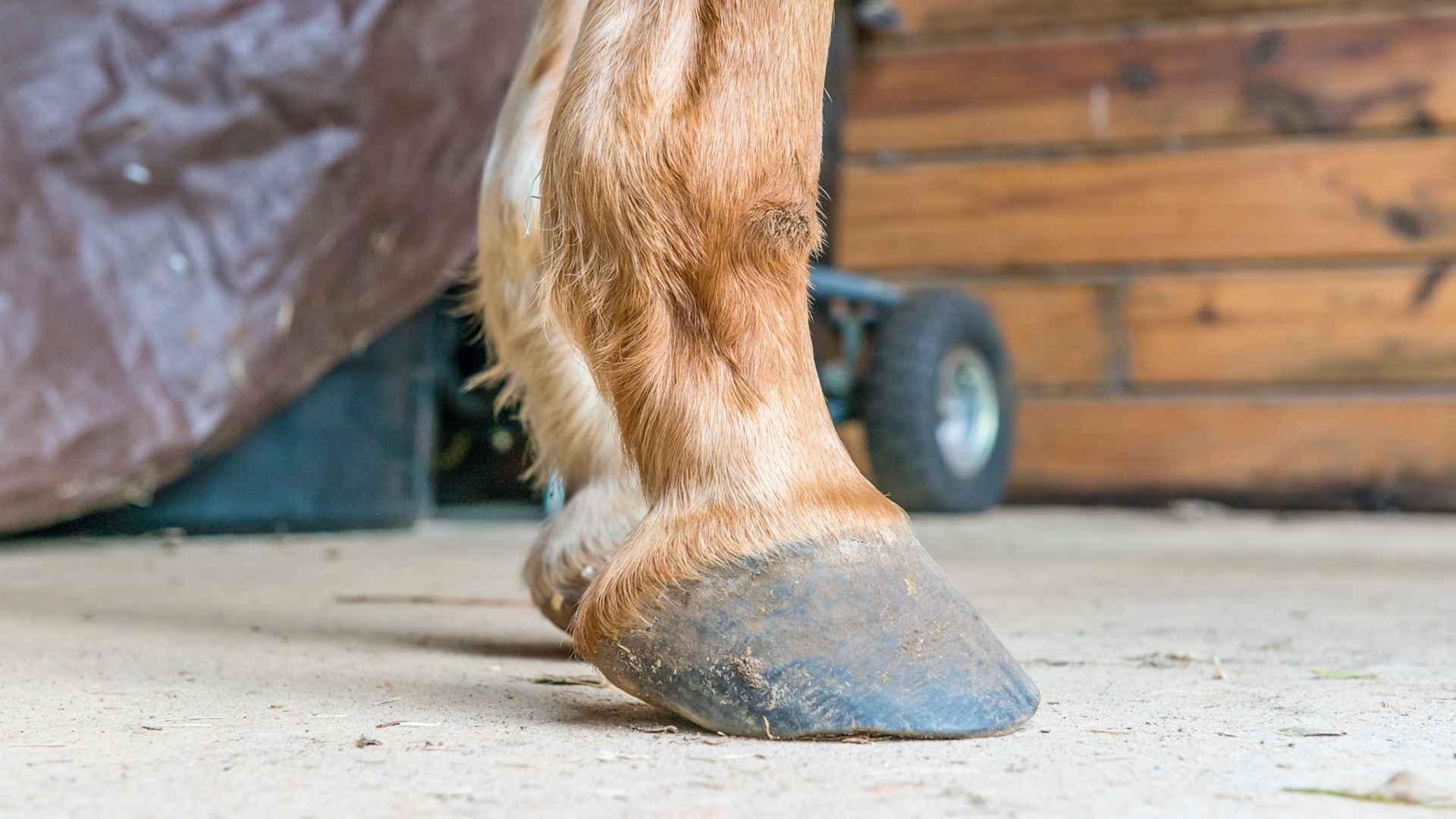 Horse A - 6 months after changing farrier - RF