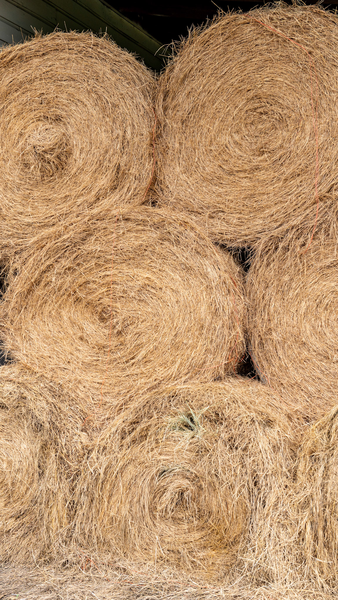 Round bales of grass hay stacked in a hay shed.