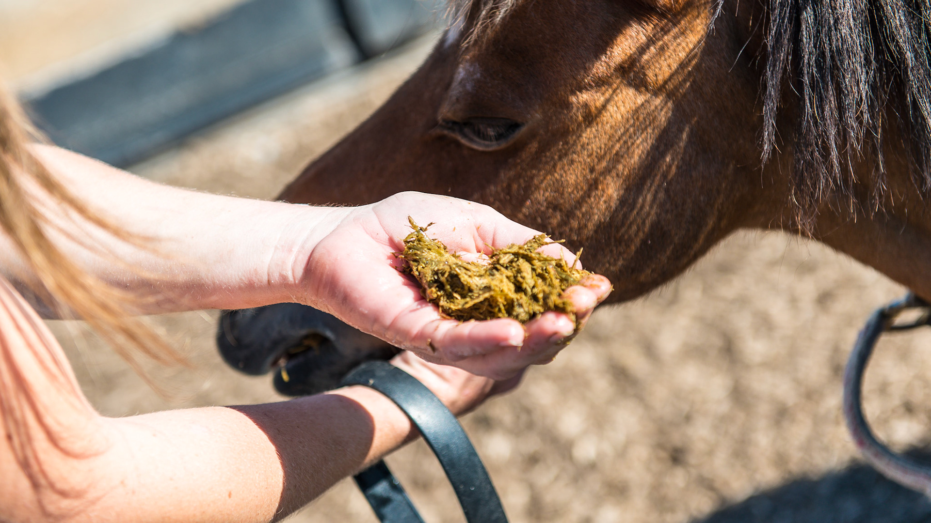 Melissa pulls out the 1st handful of packed hay.