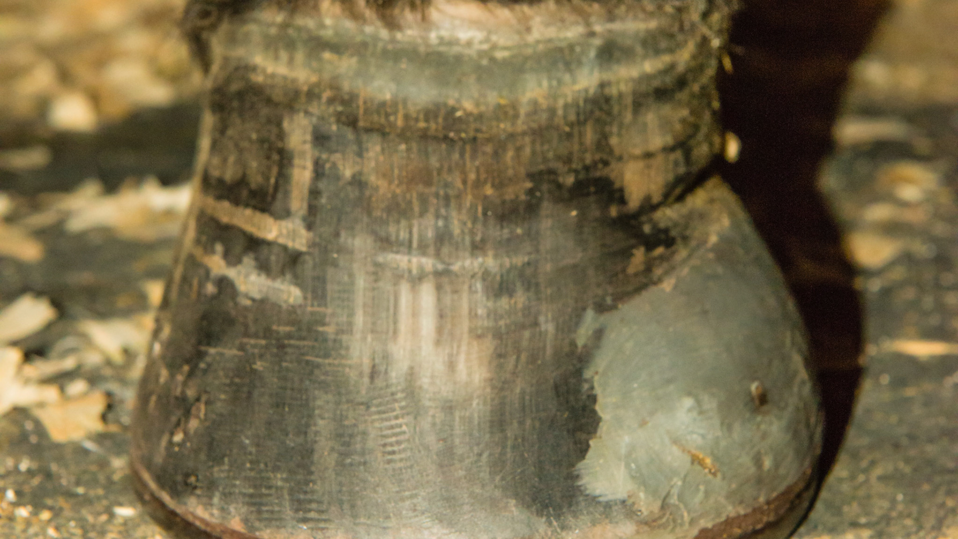 Deformed hoof in a successful competition horse. The LF with the lateral patch to strengthen the weak wall.