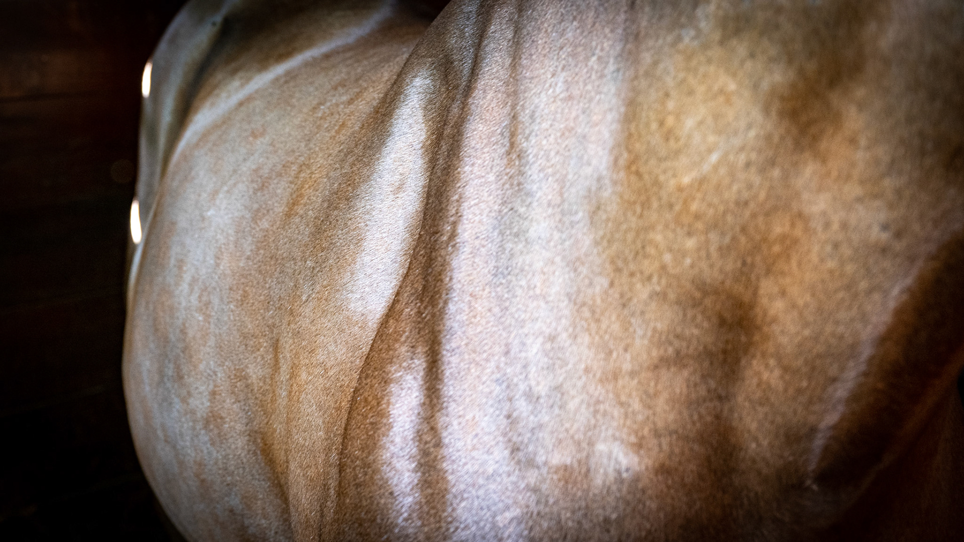 Sweeney - The loss of muscles of the shoulder blade is secondary to damage to the nerve supplying the muscles.  The nerve is the suprascapular nerve and the official name of sweeney is suprascapular neuropathy.