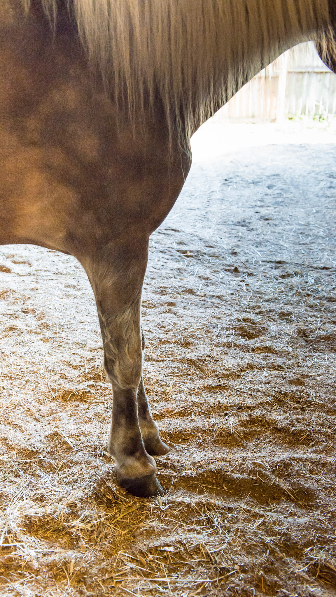 The typical posture of a horse with chronic laminitis.  Notice the shifting of the weight backwards to load the hind limbs and that the hind-limbs are placed forward to carry the weight.  The neck is commonly lowered I think because the horse is exhausted trying to hold the head up to shift the weight backwards.  The BCS of this pony is good for a foundered pony too.  He is allowed free movement about the farm and prefers the soft shavings where you see him standing in this picture.