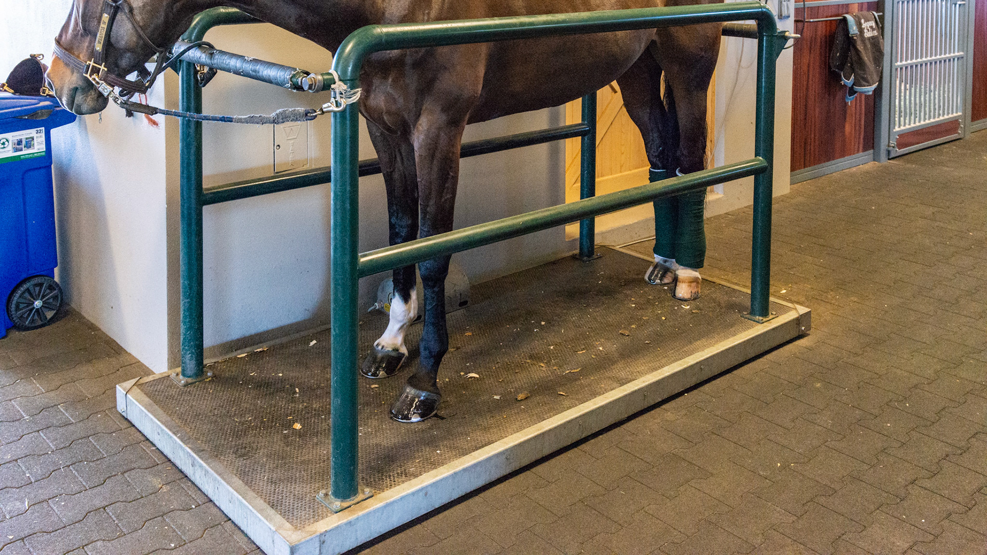 A vibrating plate lulls this horse to sleep.  The vibrations tingle my feet and revitalize me within a minute. These horses also walk on rubber bricks seen in the aisle. Their stalls have a rubber liner over foam which is so comfortable for me to work on.