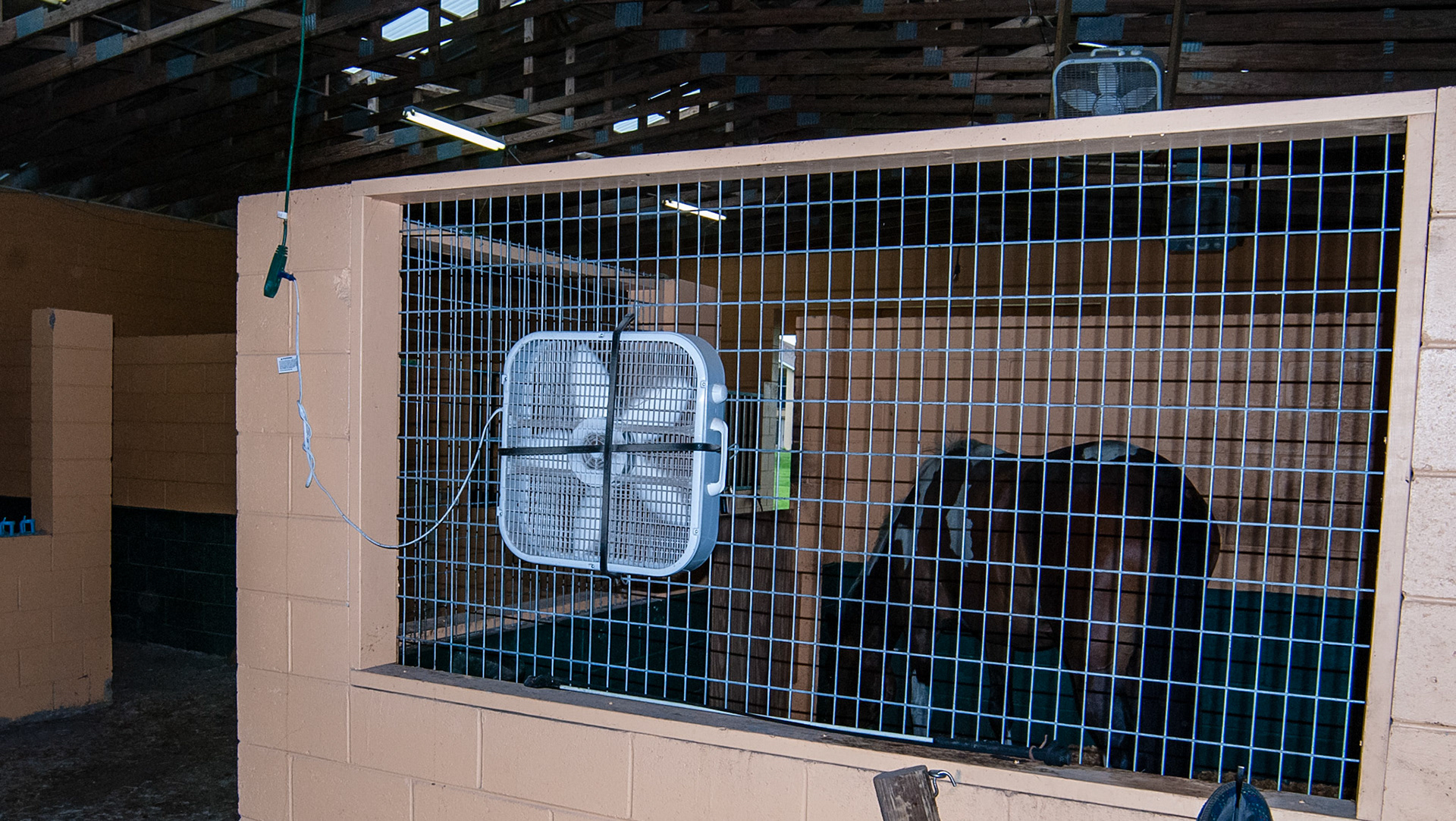 Stall fan mounted with bungie cords. Ceiling fan in background