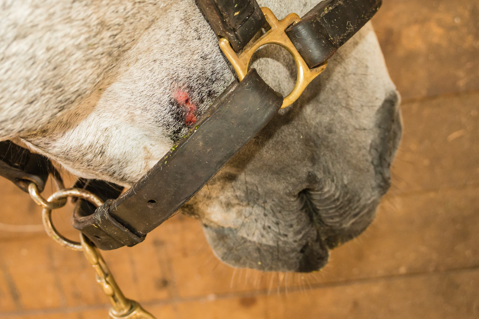Halter and fly mask rub
