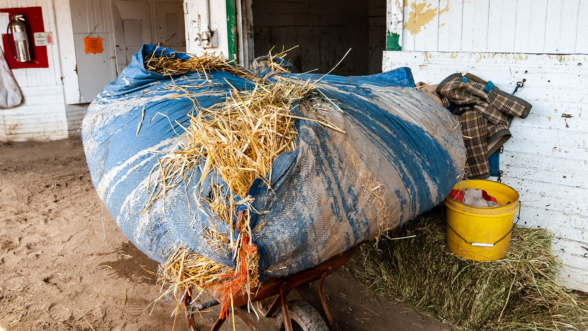 Tarp used at Belmont race track is the old fashioned way of moving stall waste.