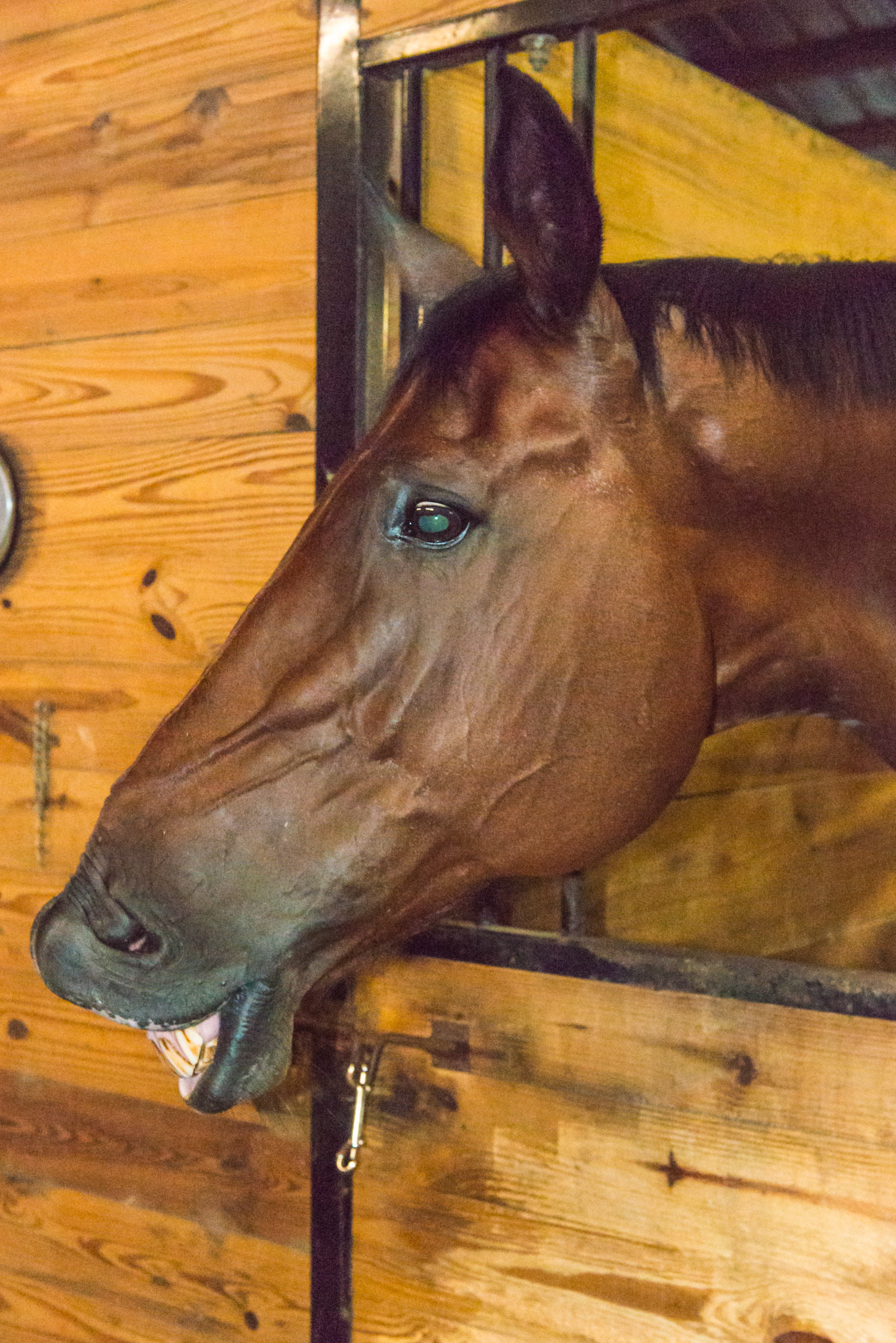 Flehmen lip curl. Notice the "corn dog" shape of the muscle and the attached tendon starting from just below the eye and curving up towards the nose.  That is the muscle that is contracting and curling the lip up.