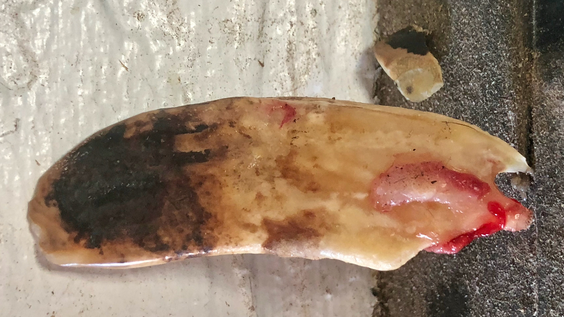 Extracted end stage decayed canine in an older mini