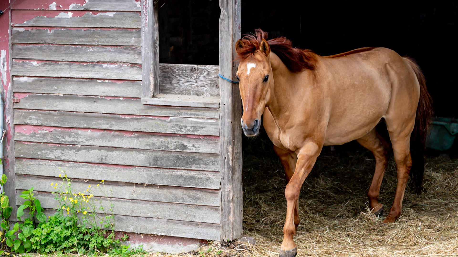 Red dun - note the dorsal stripe.