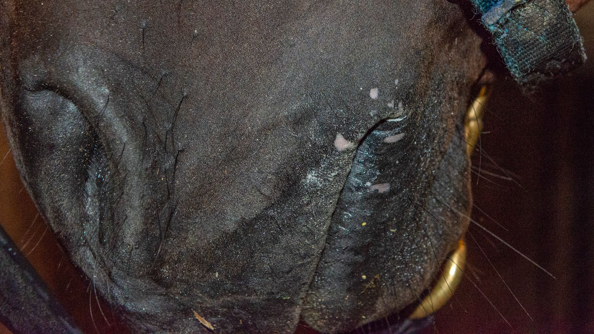 Depigmentation - This horse came to the farm 8 months ago (spring) with this loss of dark pigment. A fly mask was used immediately and the pink areas returned to black. Then about 4 weeks ago (September) the depigmentation occurred again. Some believe it is a mineral deficiency (manganese and zinc plus others) but there is no consistent cause or treatment. It does not bother the horse.