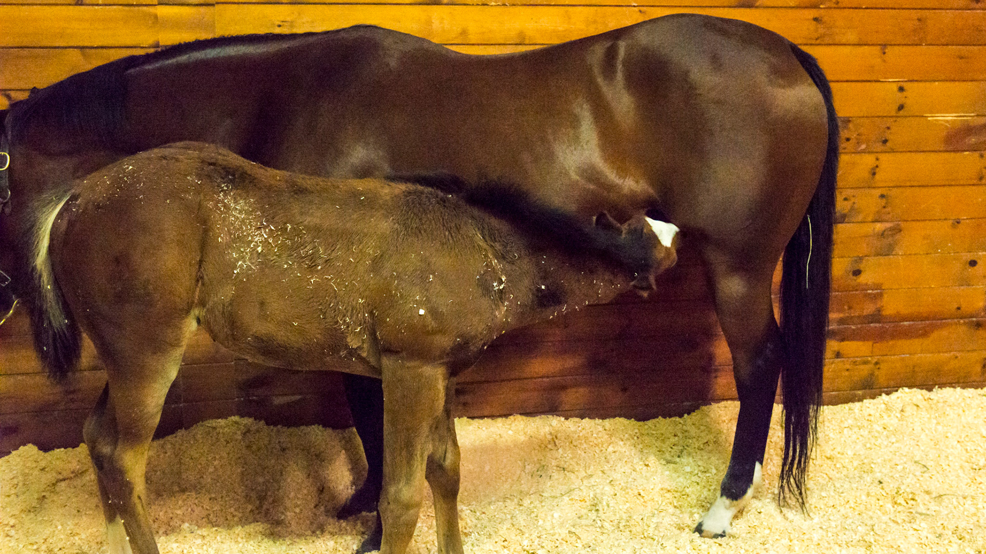 Foal nursing its mother. This is the normal position. Note the head is level, even slightly lower than the body. This prevents aspiration pneumonia. When humans bottle feed a foal they often make the mistake of keeping the head too high causing the death of the foal.