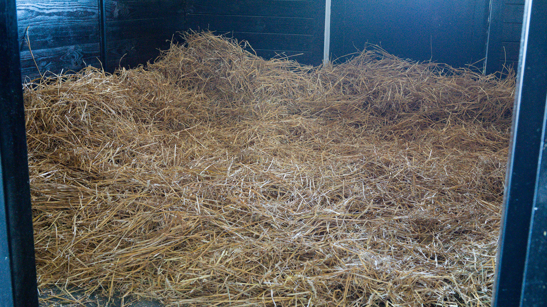 Wheat straw bedding banked against the sides of the stall.