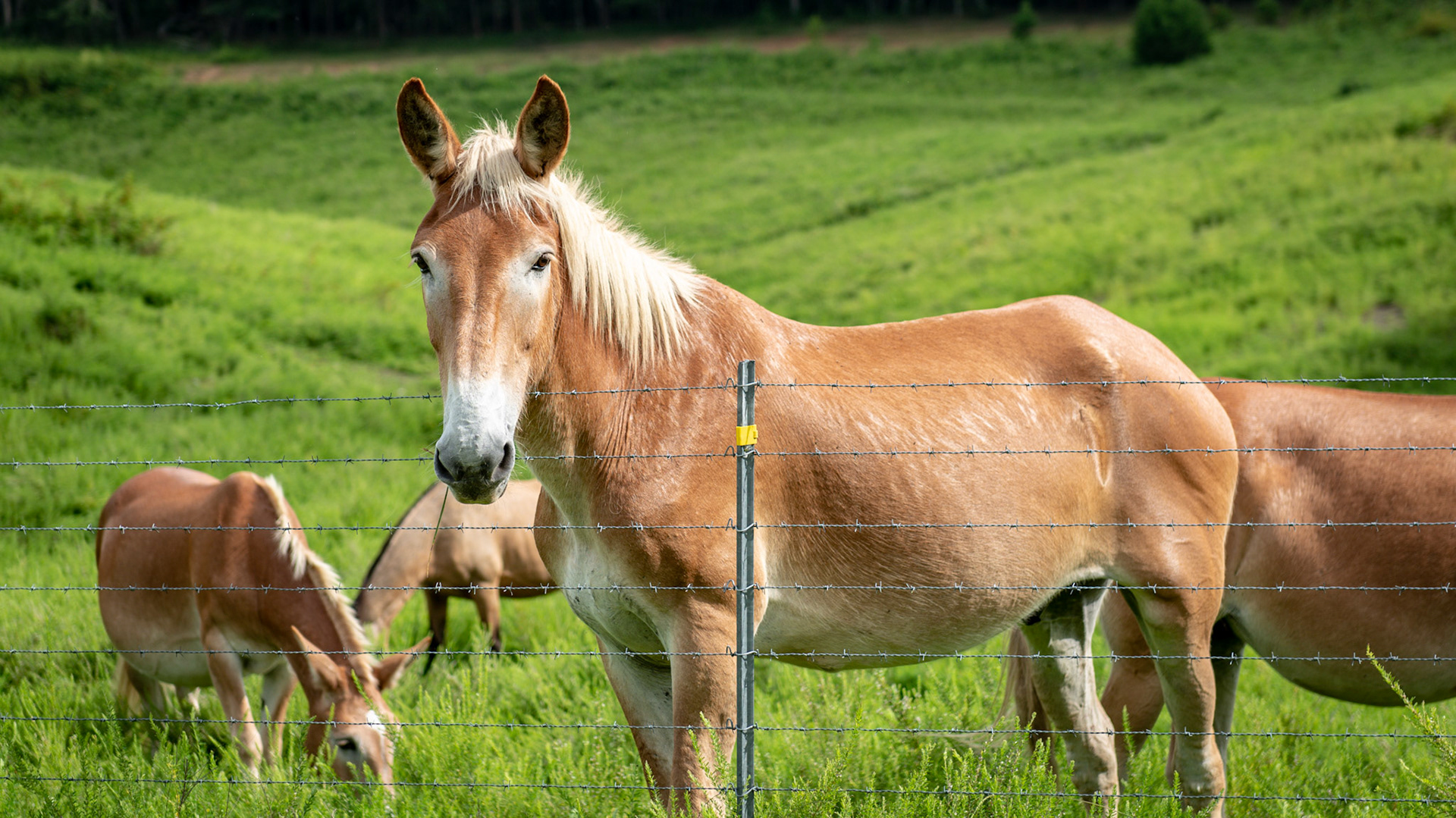Mules in Alabama