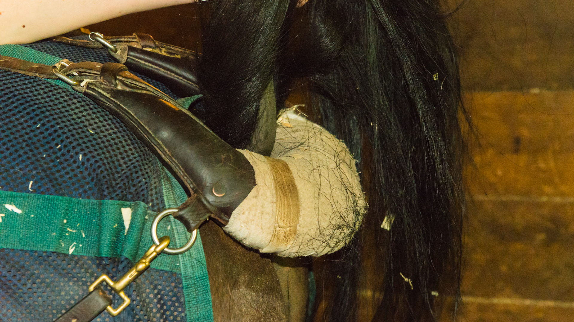 a "bussell" on a hackney pony. This slightly raises the tail which relaxes the muscles and prevents the horse from clamping it while showing. The tail is not "cut." This is not the same as a tail set which raises the horse's tail into a higher position.