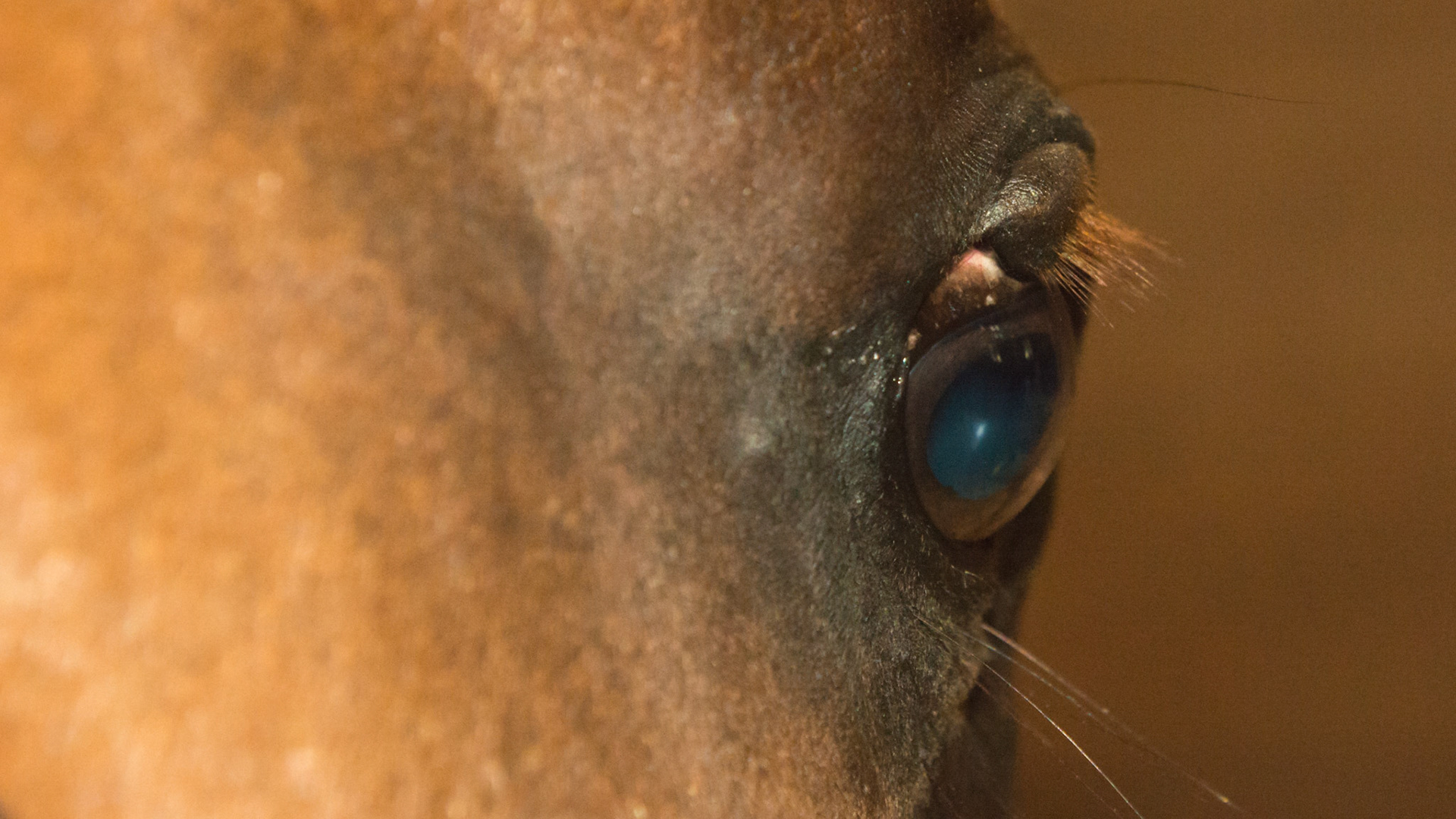 Old upper eyelid laceration allowed to heal without suturing