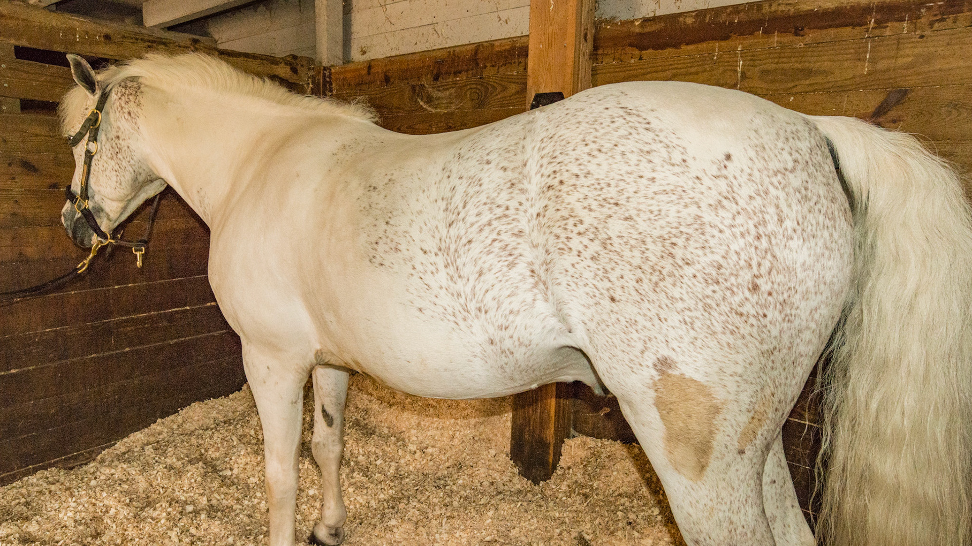 Flea bitten gray and white tobiano paint pony.  Horse A - BCS 6 - Moderately Fleshy ~ A slight trough above the backbone but not the tail head.  Fat can easily be felt over the ribs and tail head and fat deposits can be seen along the withers, neck, and shoulders.