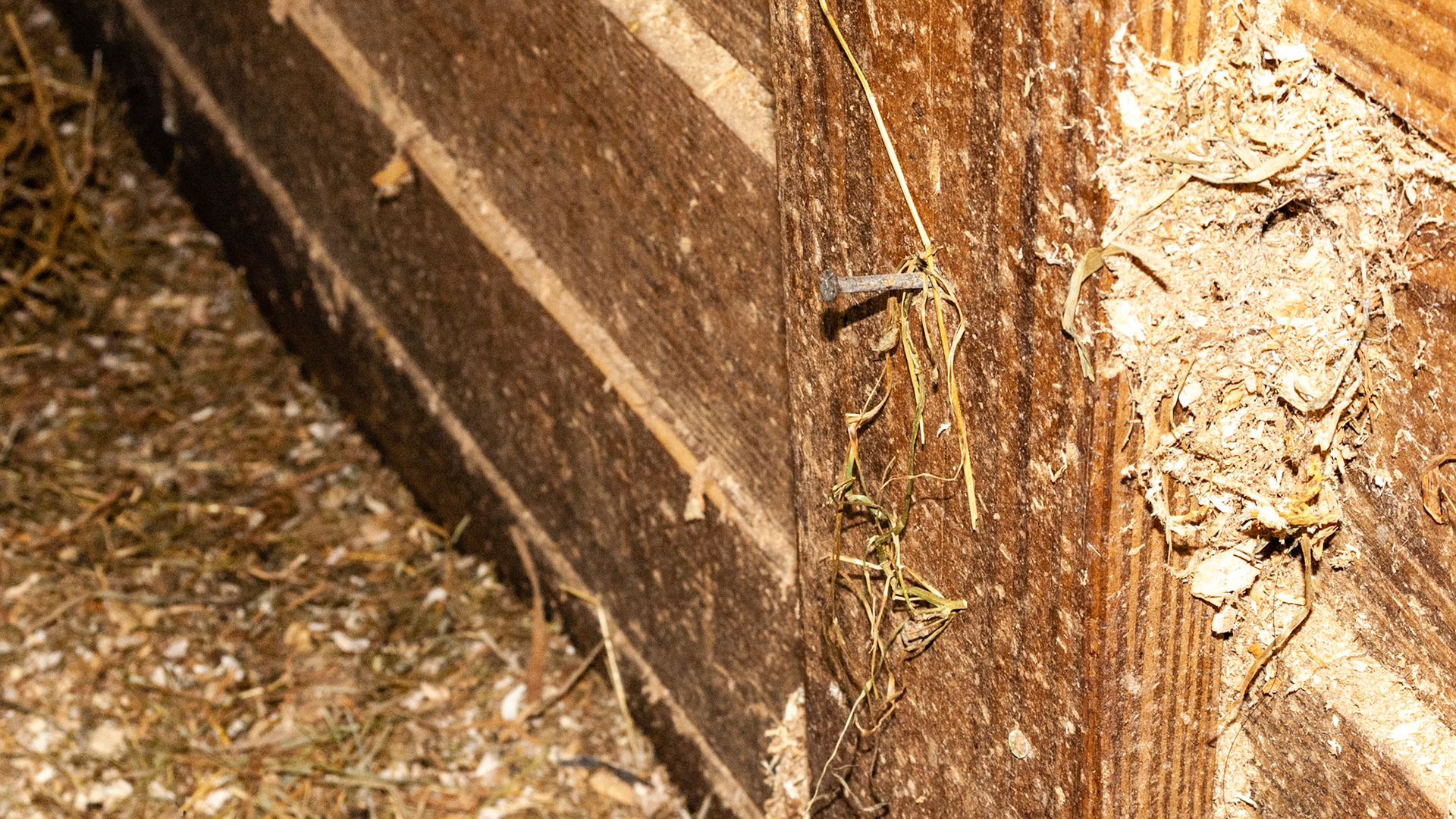 Exposed nails are common and can easily tear flesh and skin.