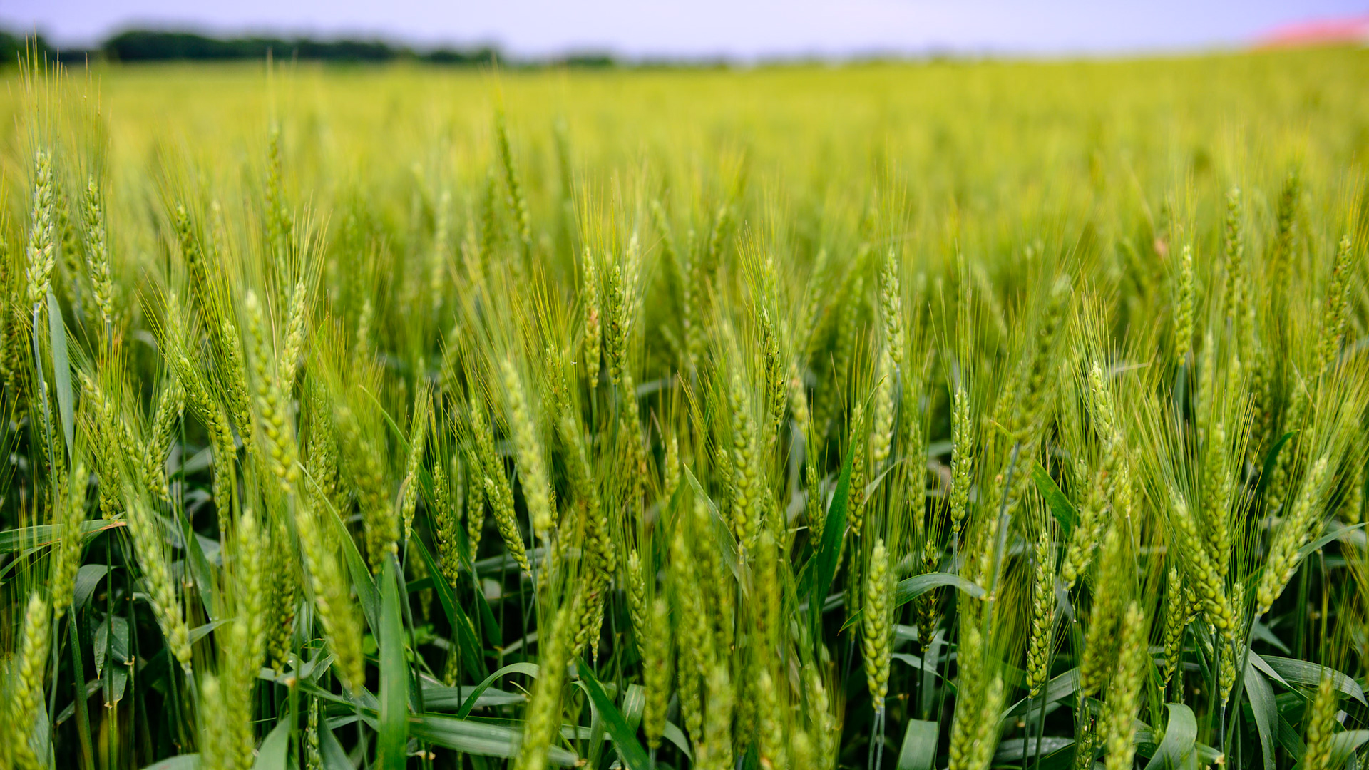Fields of wheat can be seen everywhere along with corn and other grains.  It is a huge industry worldwide.