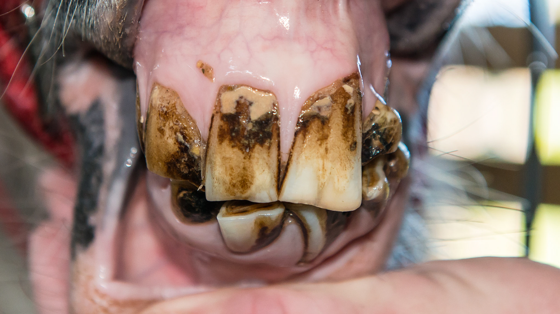 Disorganized lower incisor arcade common in small mouths.
