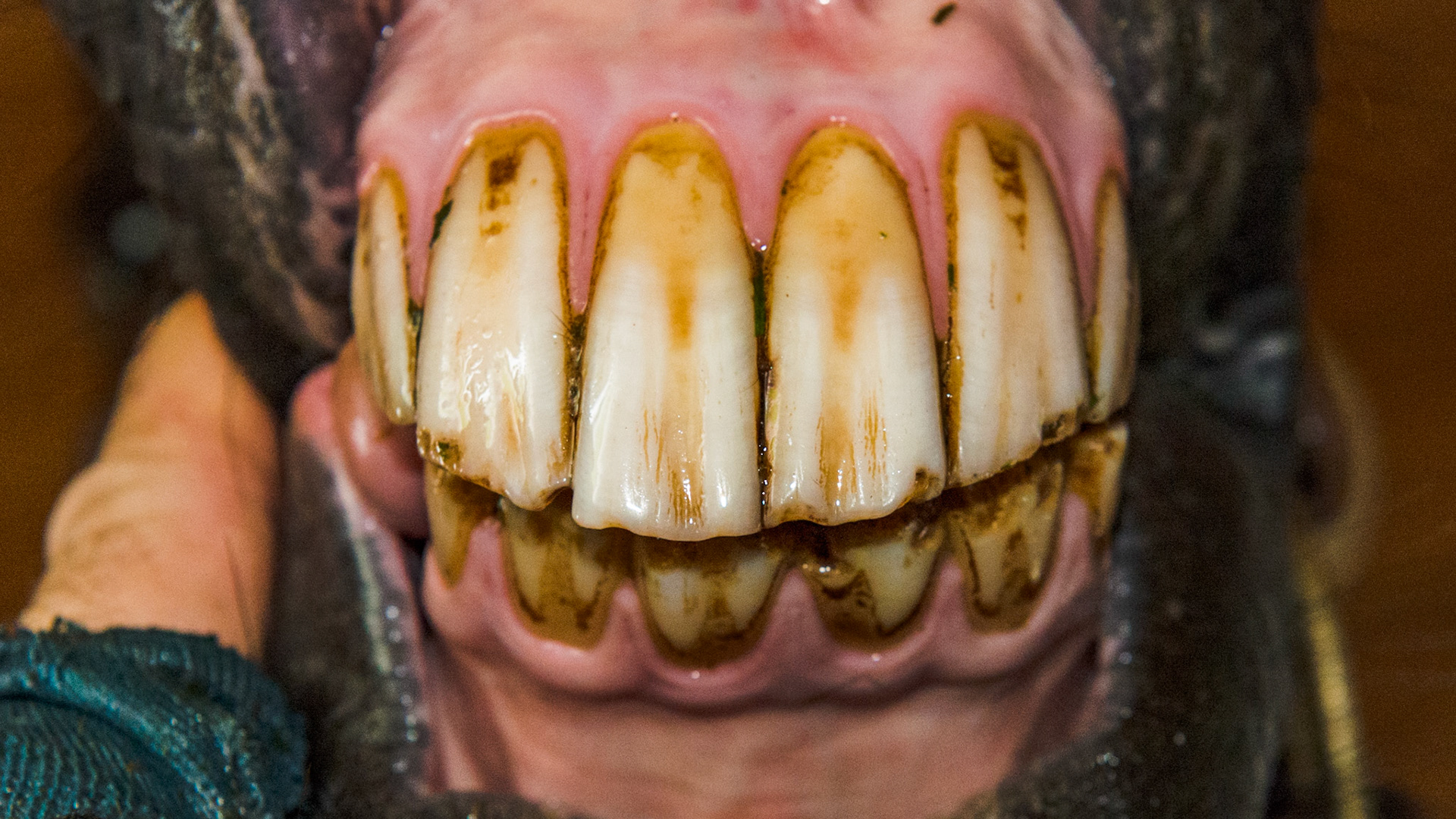 Horse C - Overbite with no hook foration on the cheek teeth